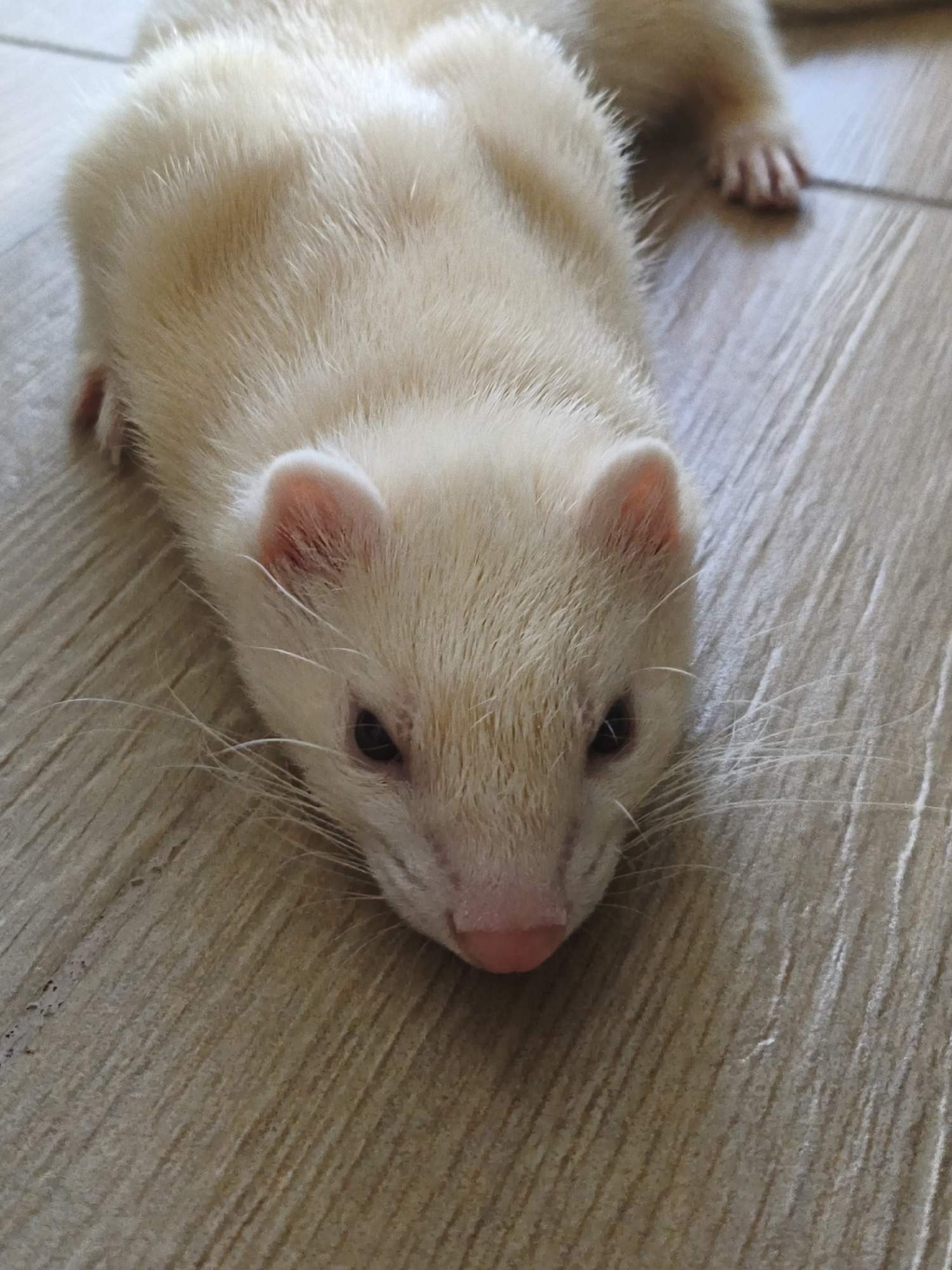 Cream ferret relaxing on a wooden floor in Montenegro