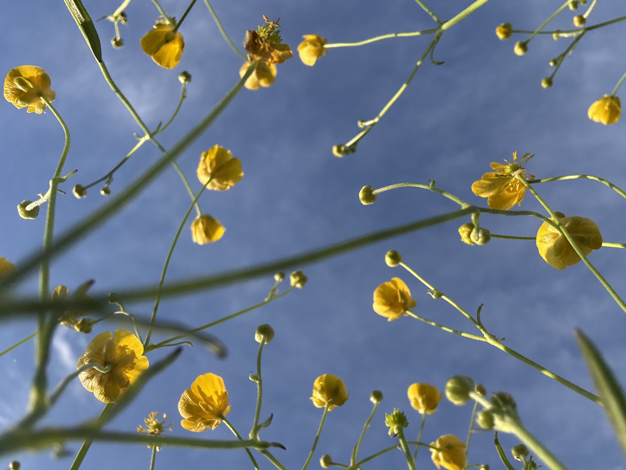 Woman photographed in Russian buttercup field under blue sky