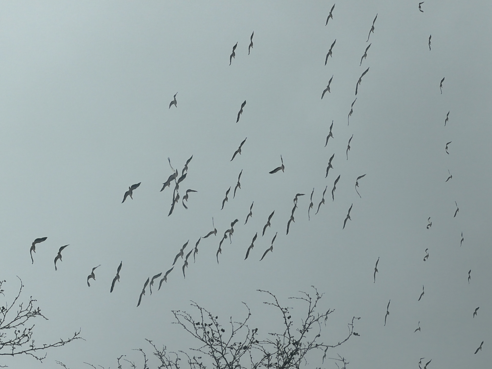 Bird flock migrates over Varna during morning commute