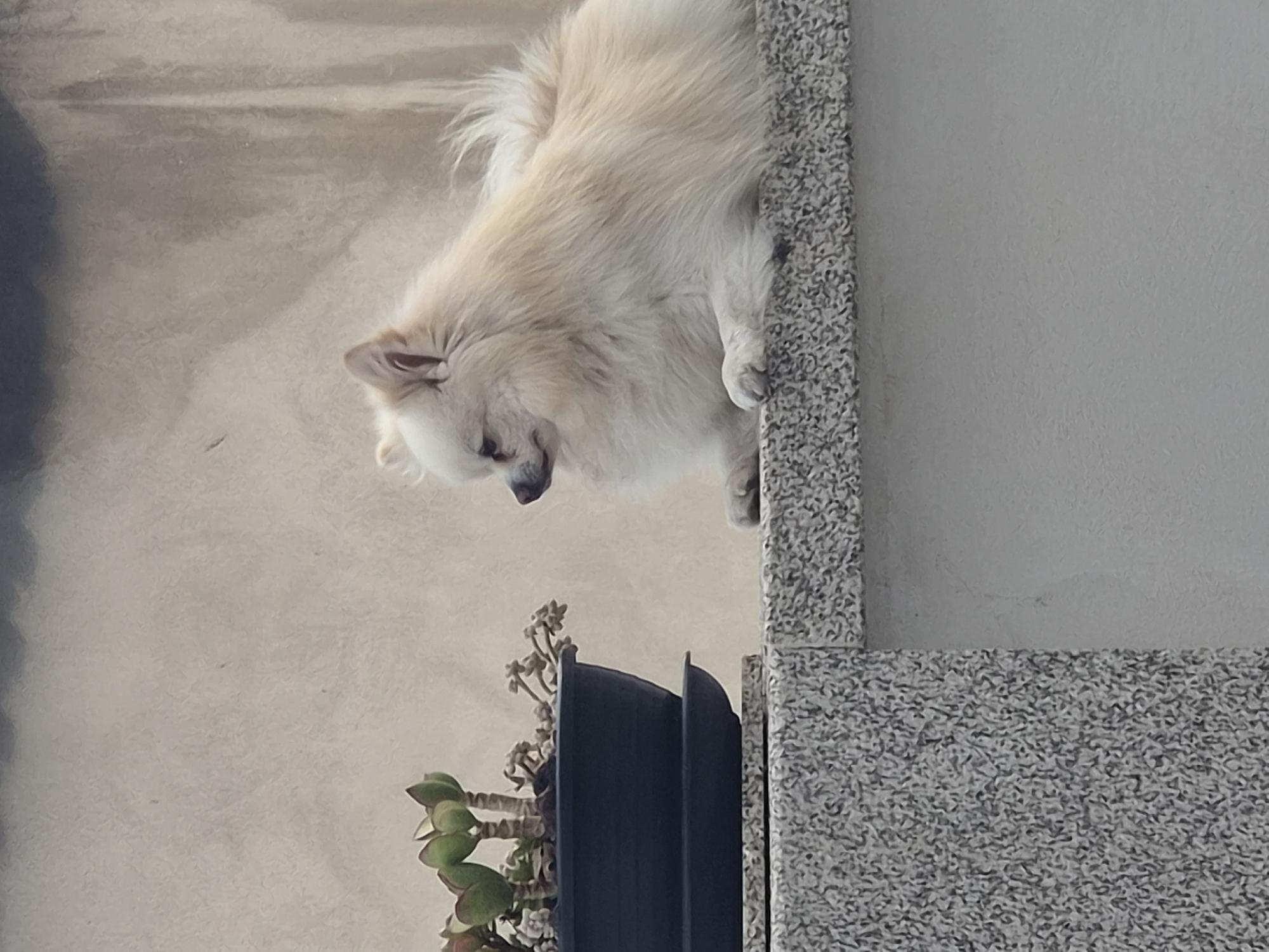 Pomeranian plays on Barcelos cobblestones with a compass rose backdrop