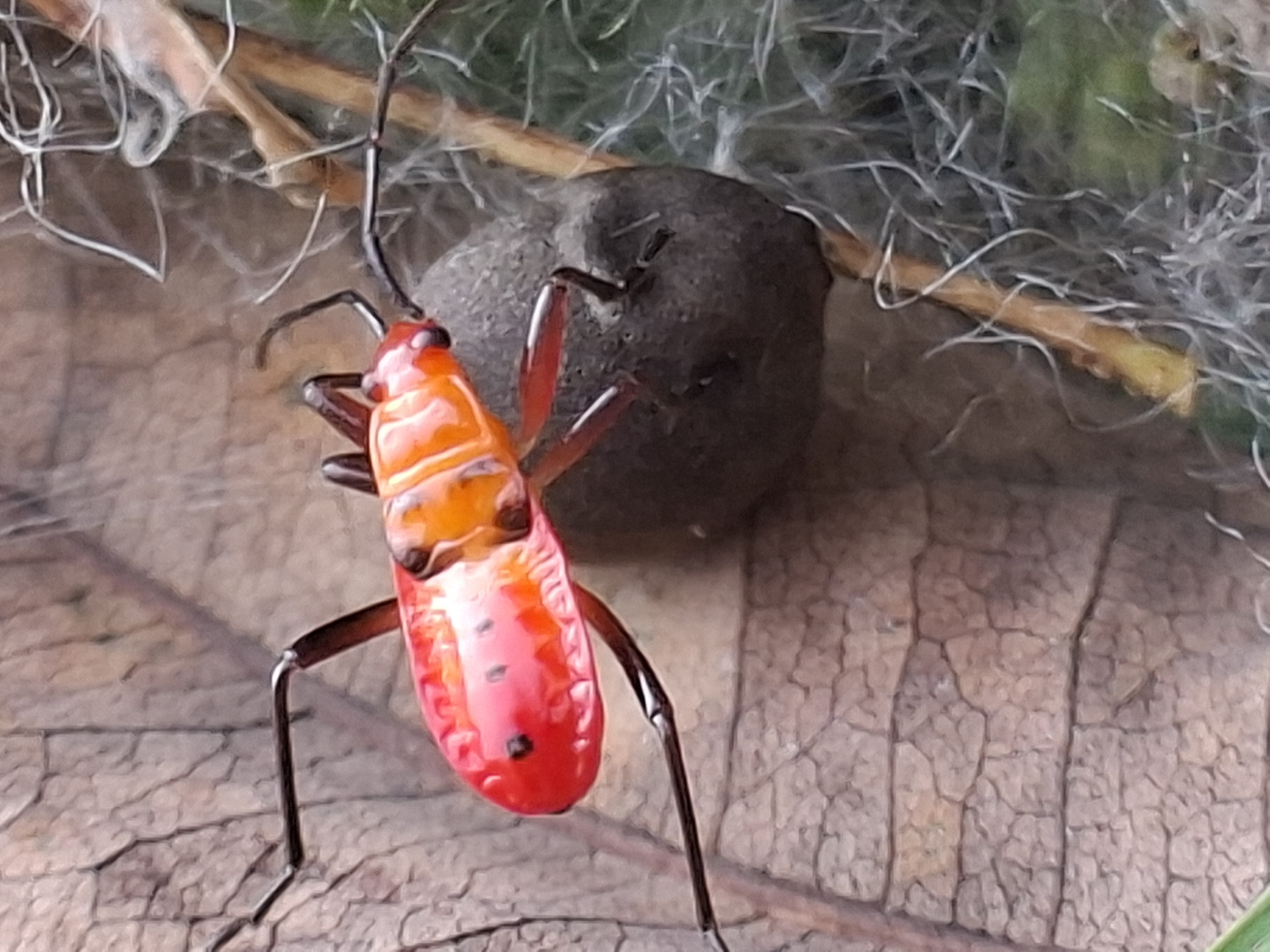 Nature watching session captures local cat and insects in Lhokseumawe