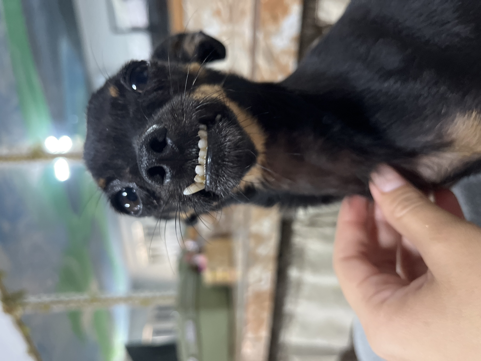 Expressive little dog holds court in a Juan Griego home