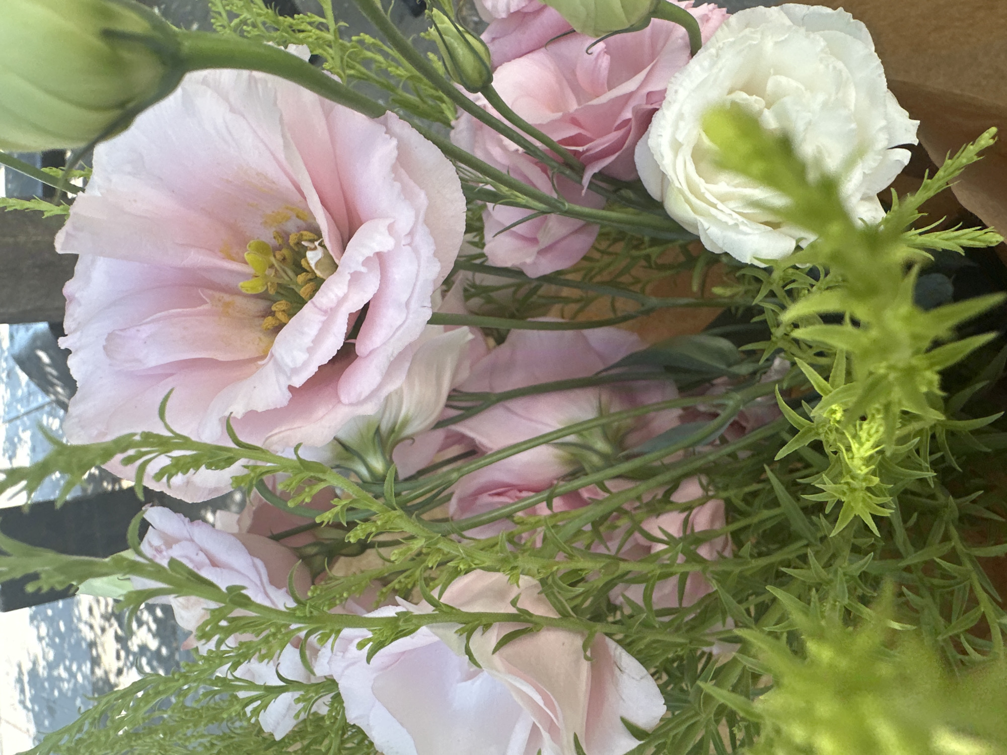 Pink eustoma bouquet held on a Belgrade street
