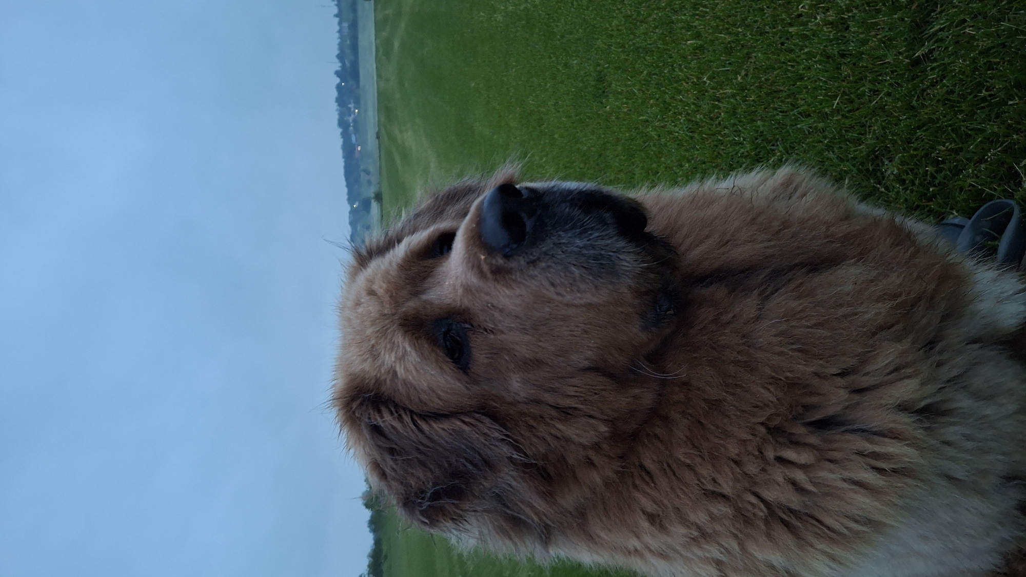 Dog walk through Russian fields near St Petersburg