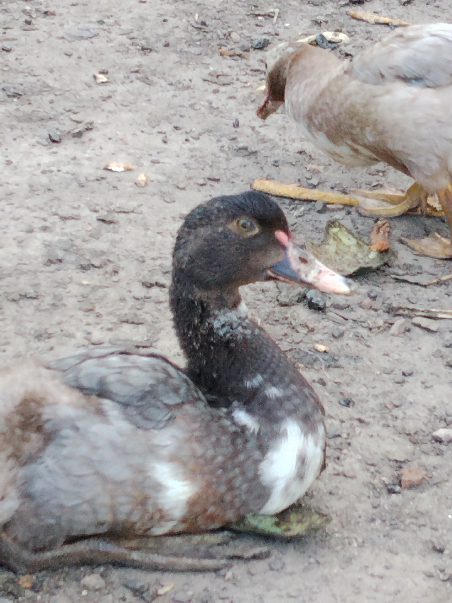 Ducks resting on open ground beneath a leafy tree