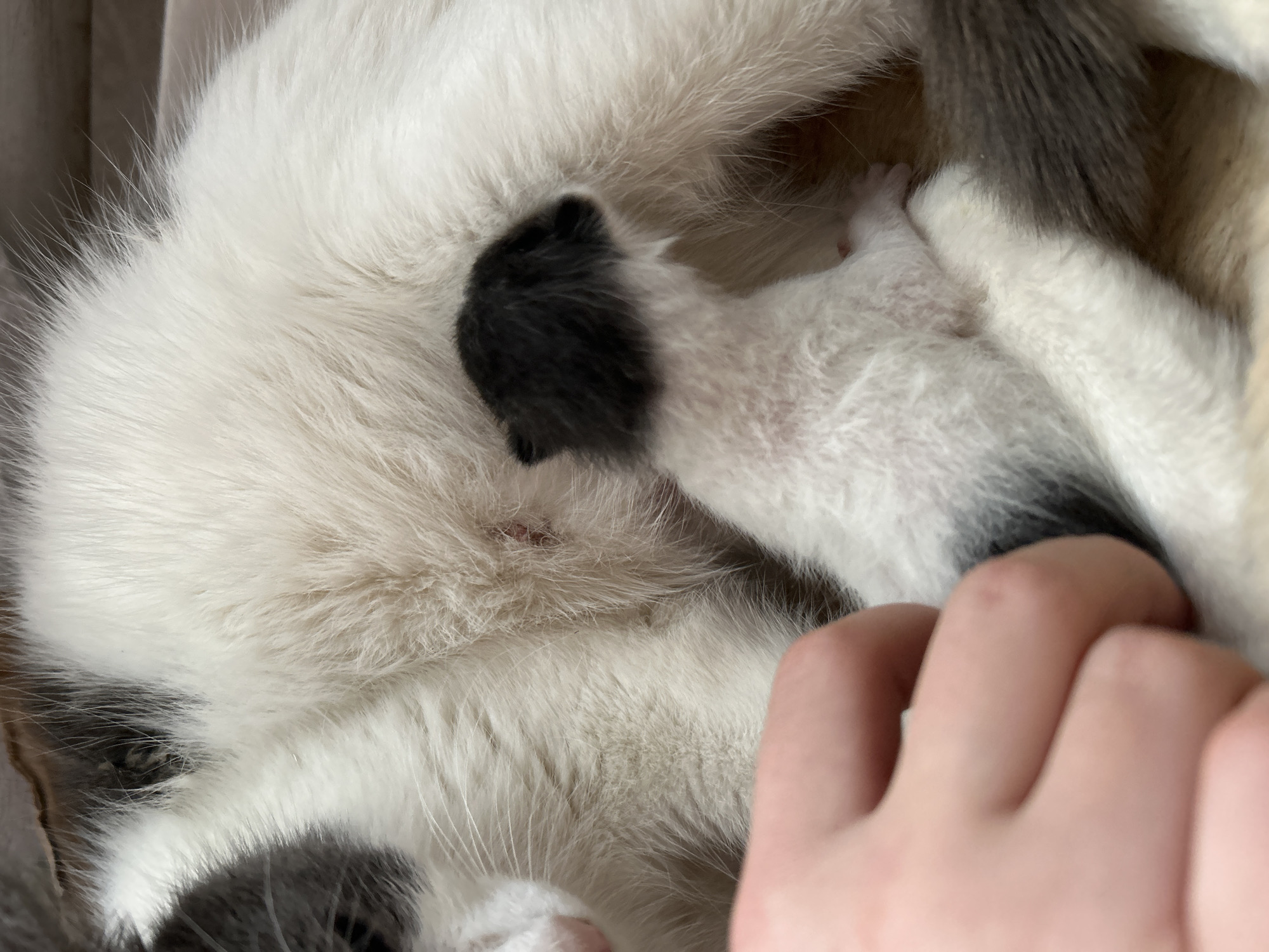 Cat gives birth to kittens in Russian village home