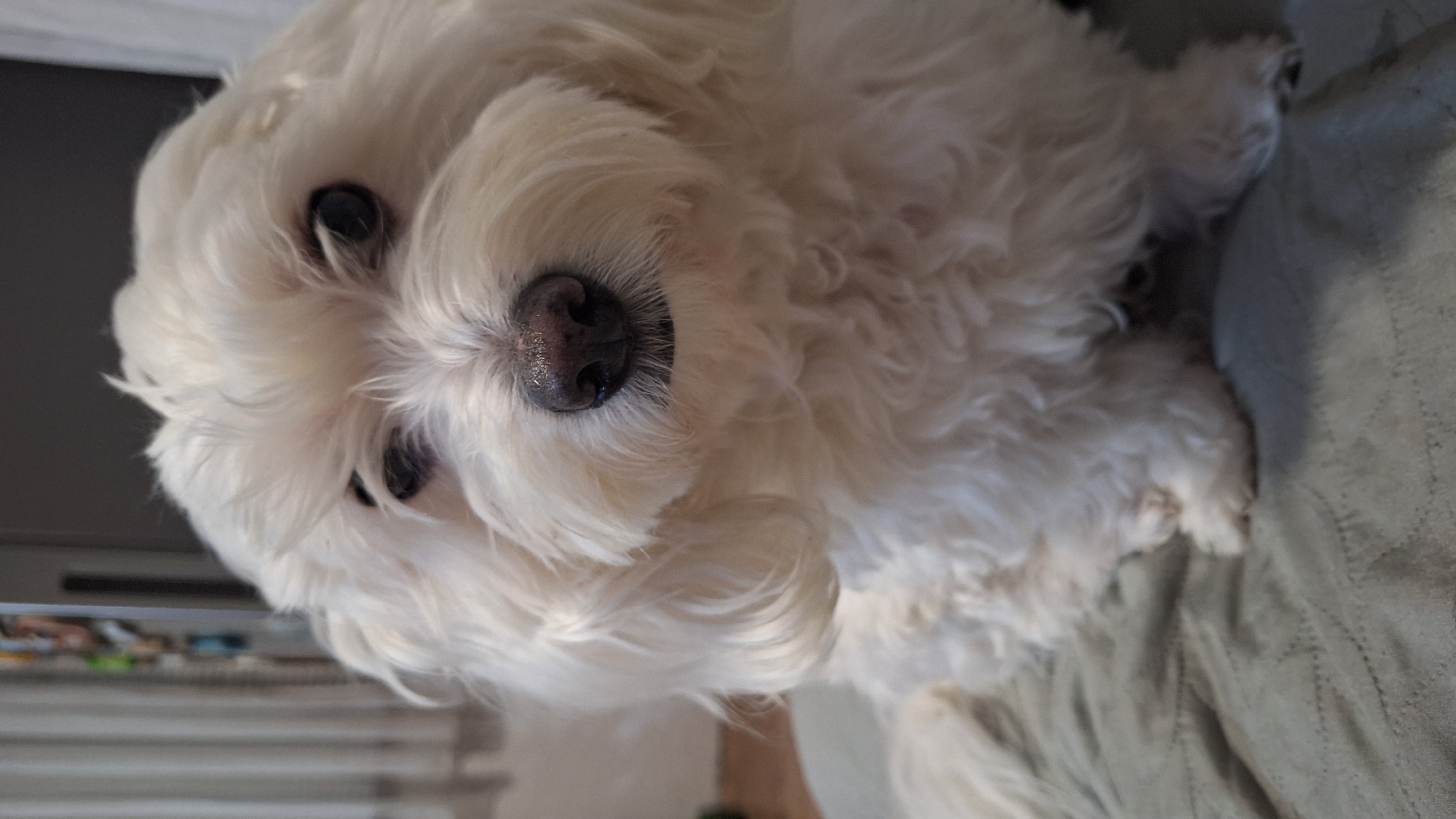 Small white dog and decorative fabrics observed in Blagoevgrad
