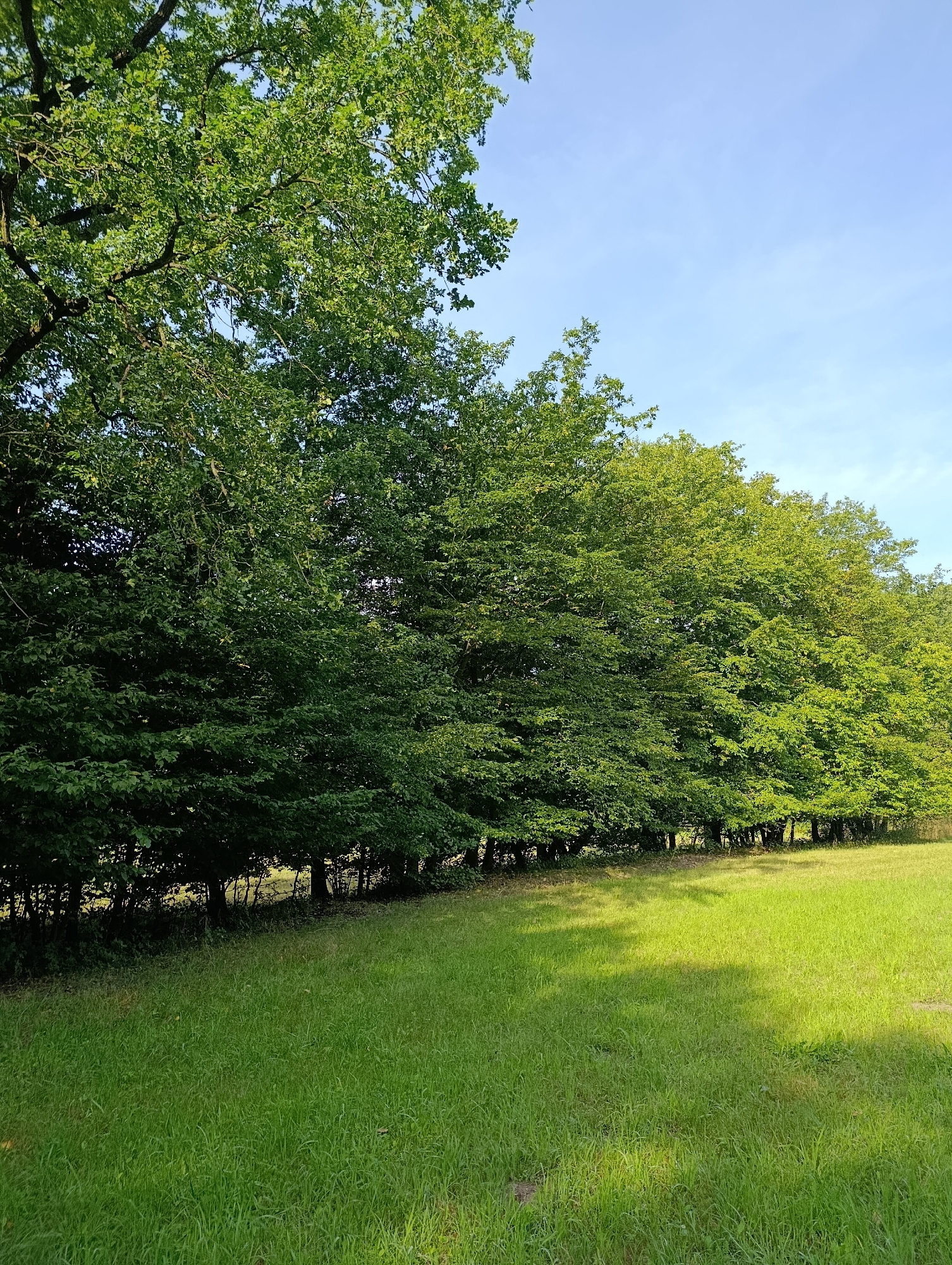 Morning park walk through fields, forest paths, and rustic pavilions
