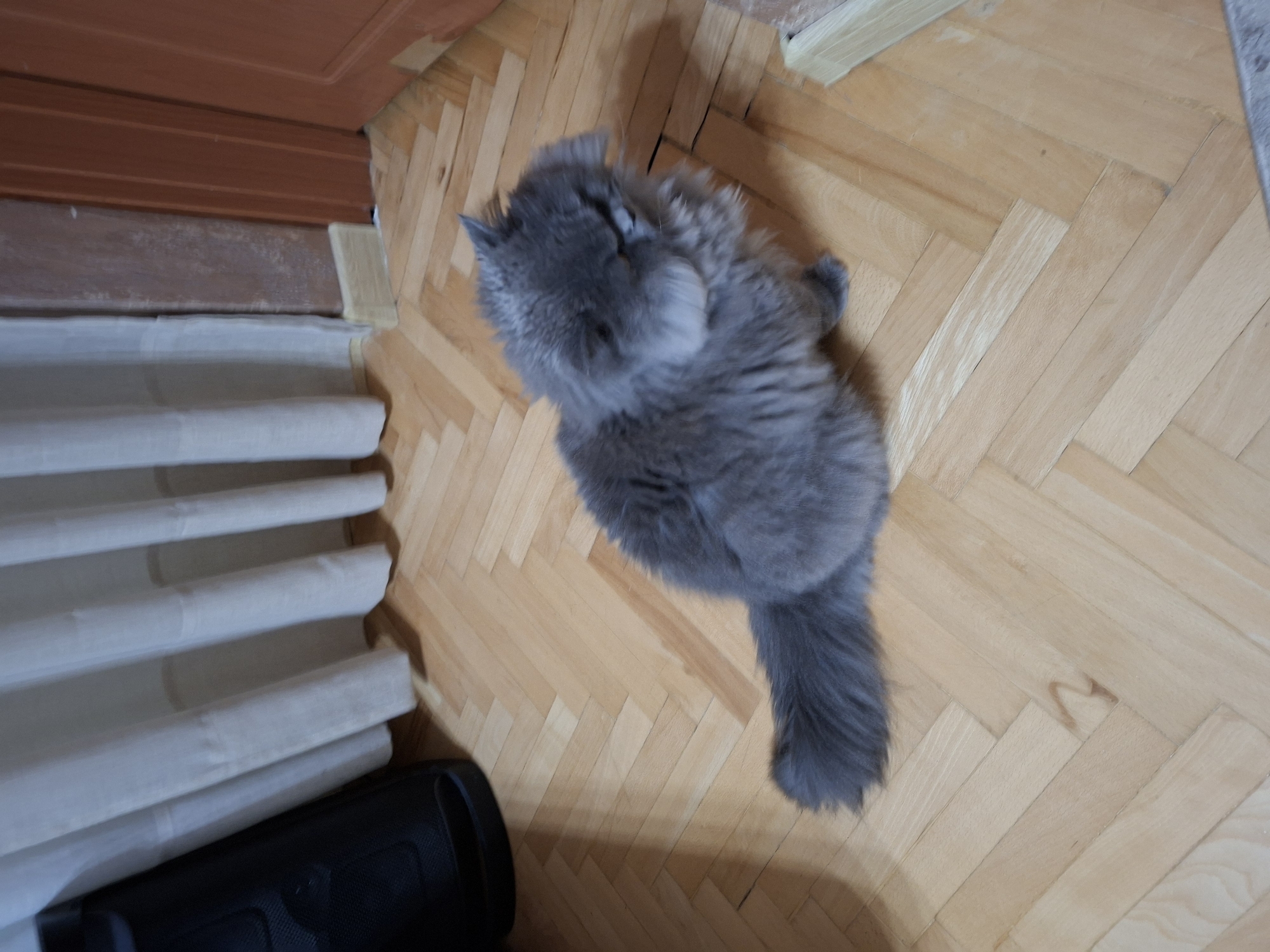 Sunday afternoon at home with cat in Gabrovo