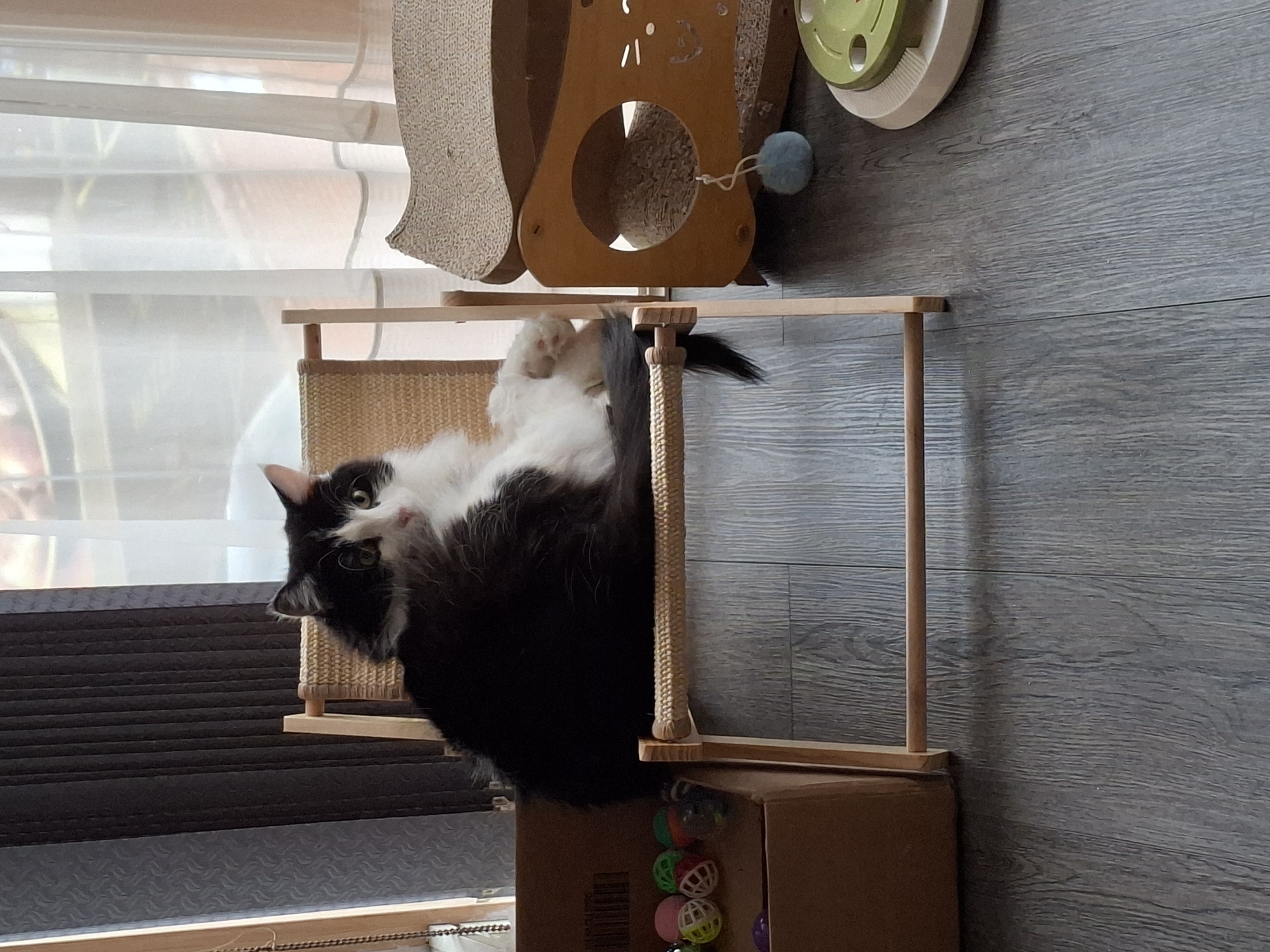 Black and white cat lounging and grooming on a woven chair