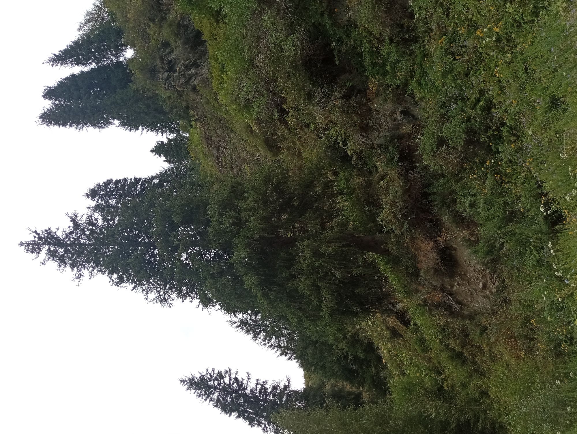 Worn mountain road through forested hillside above Almaty
