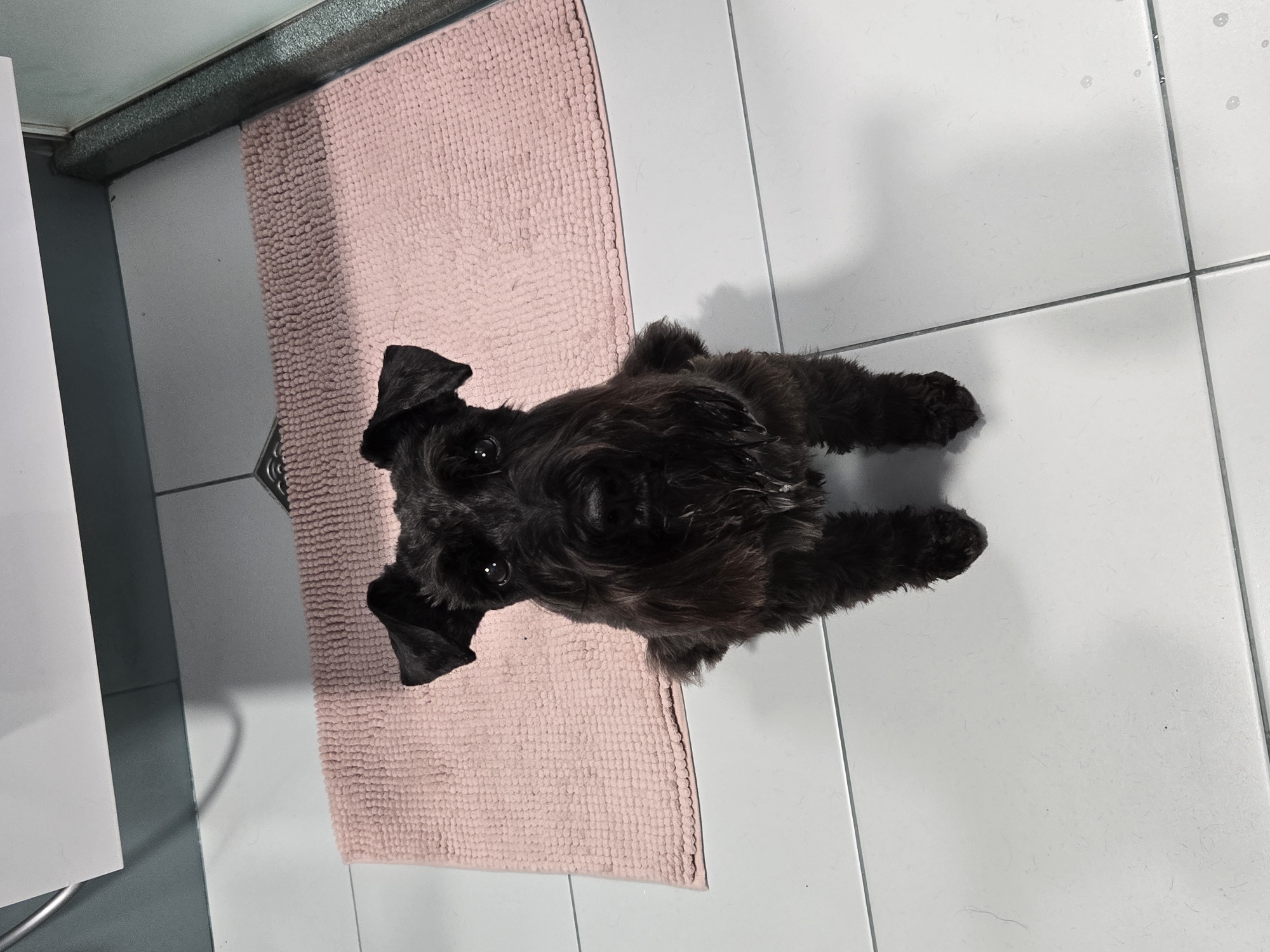 Black schnauzer moves from bathroom mat to food bowl