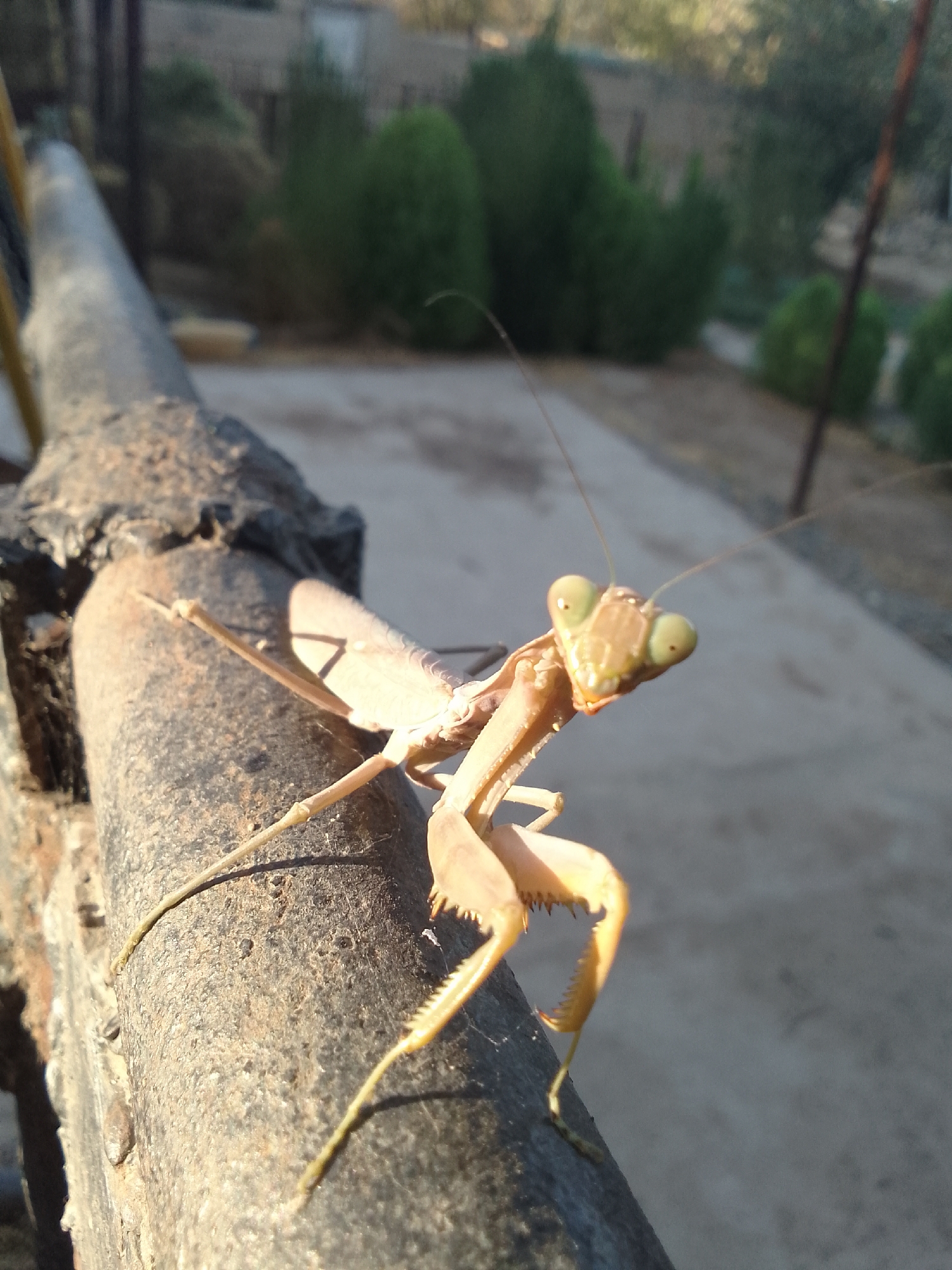 Multiple close-up angles on a resting praying mantis outdoors