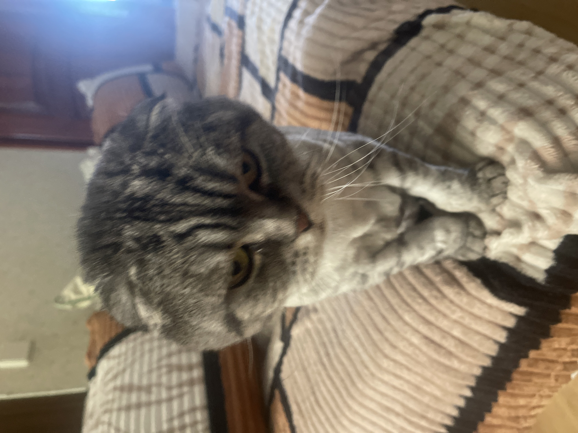 Cat hanging out at home, gym resistance band session nearby.
