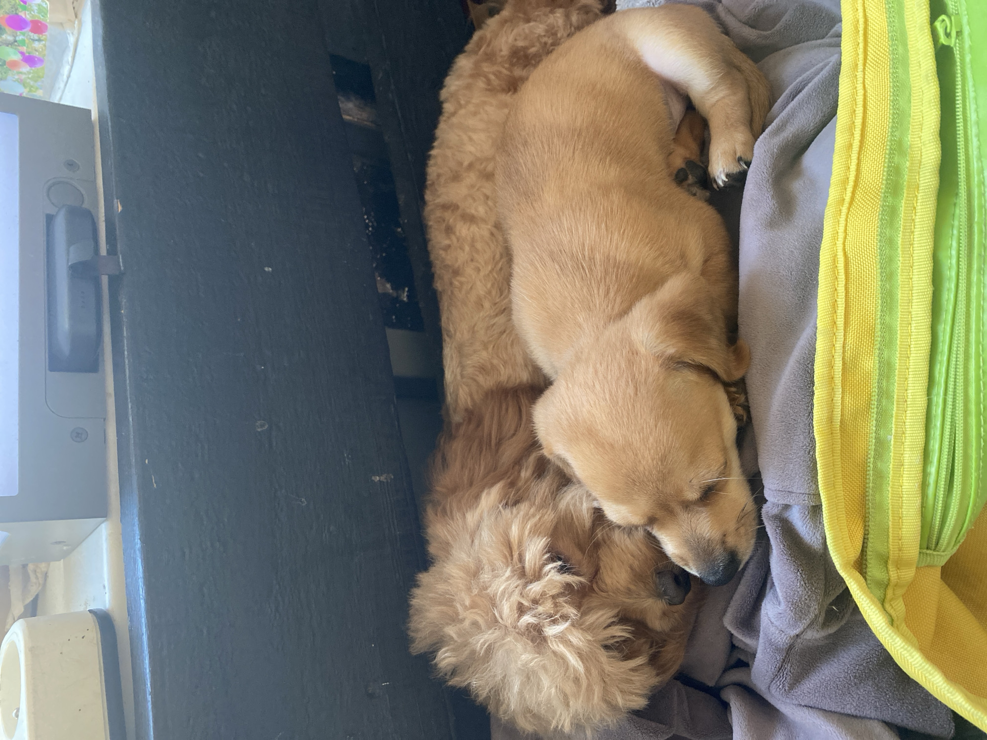 Poodle and dachshund pups hanging out at home in Dnipro