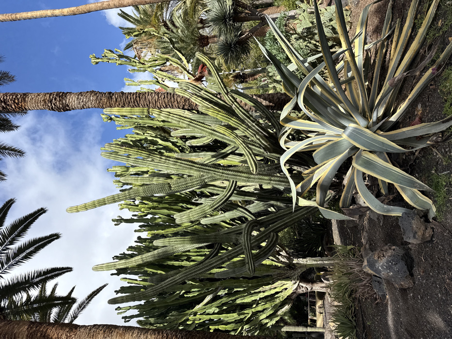 Visitor documents afternoon stroll through Tenerife botanical gardens