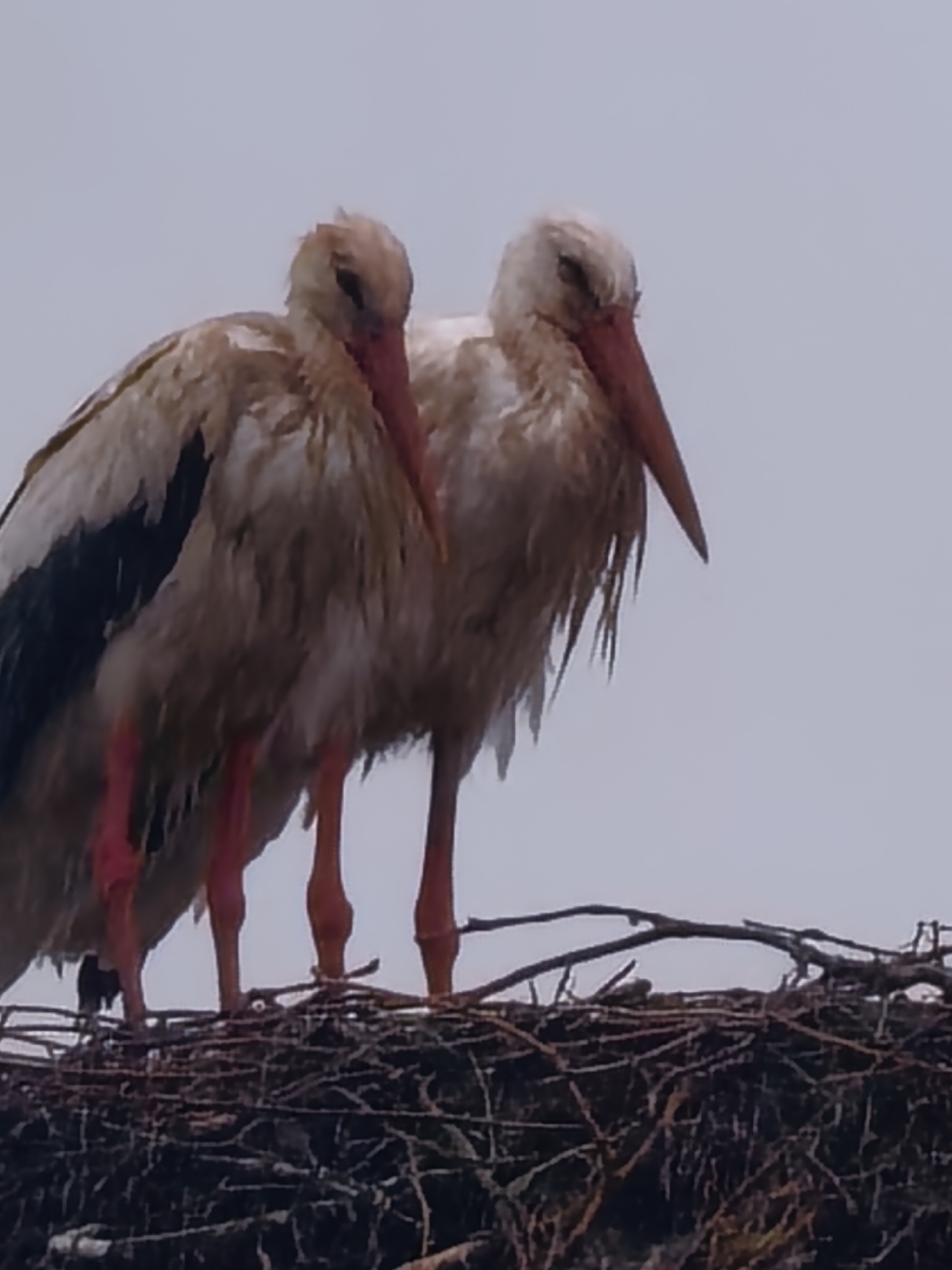 White storks observed nesting together in Ovchartsi, Bulgaria