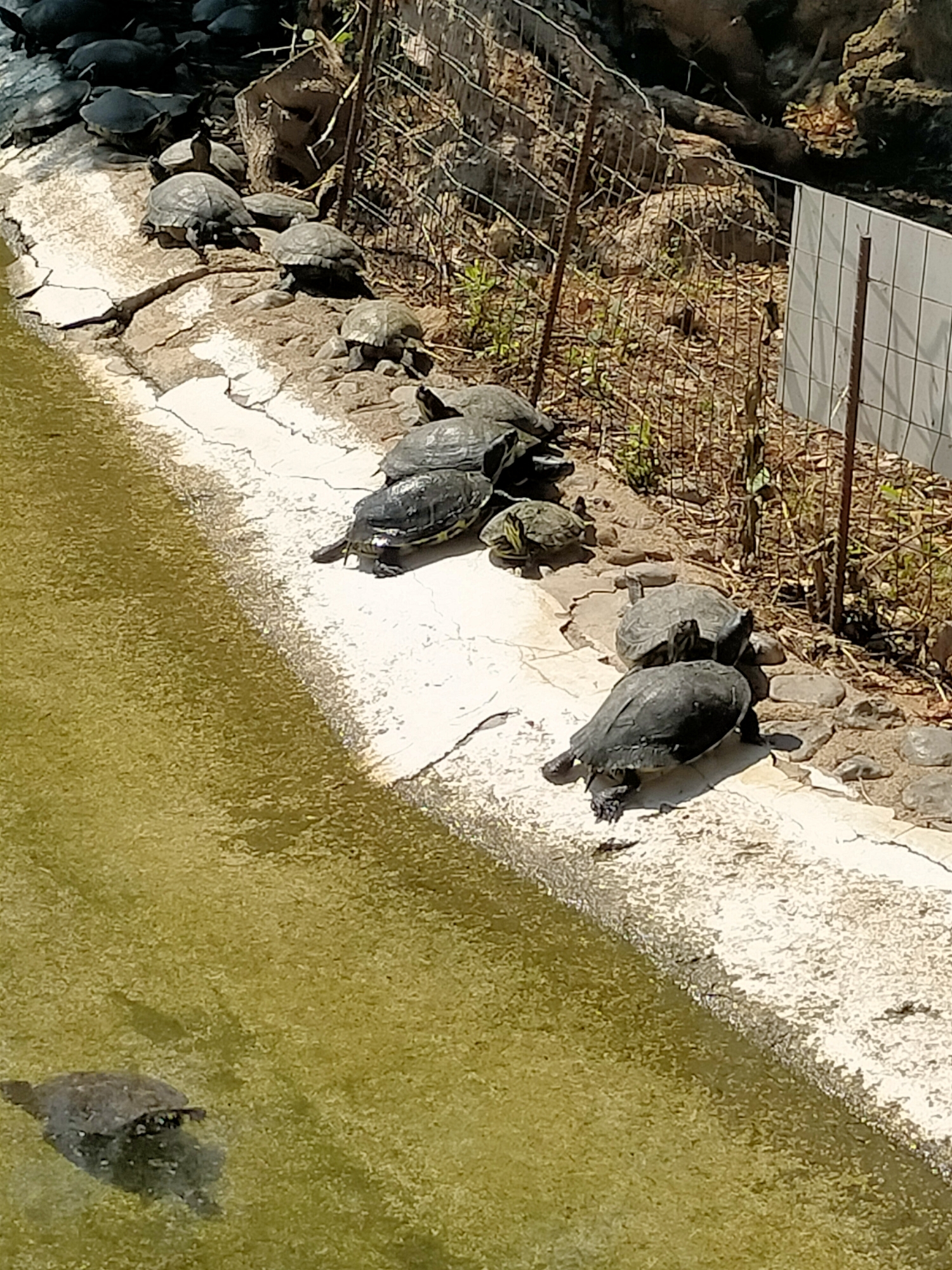 Morning walk through Bioparco, Rome's city zoo