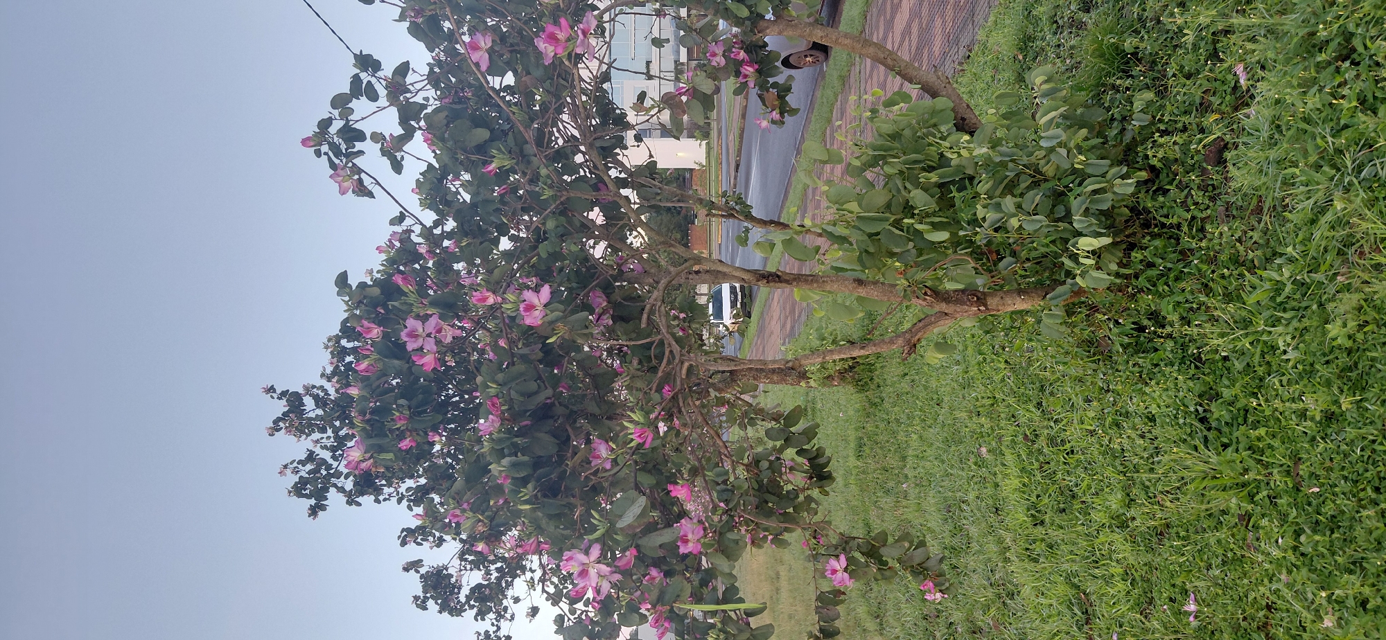 Morning along Encarnación's Paraná riverfront, flora and bridge
