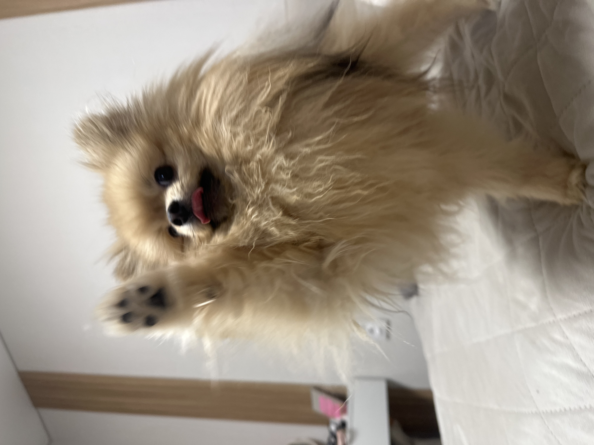Person shares quiet moment with Pomeranian dog in Votkinsk