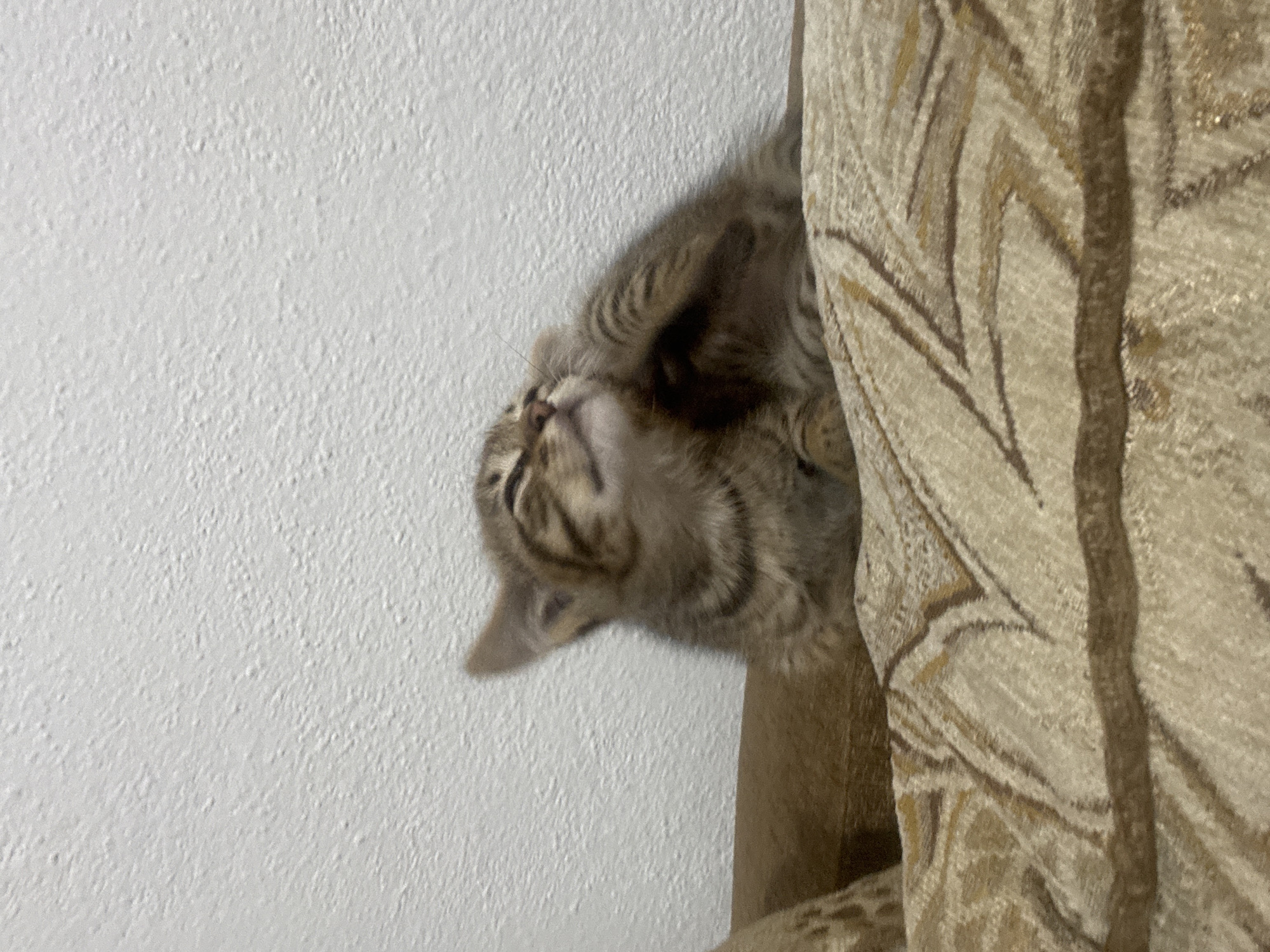 Kittens and couch time in a Bulgarian home