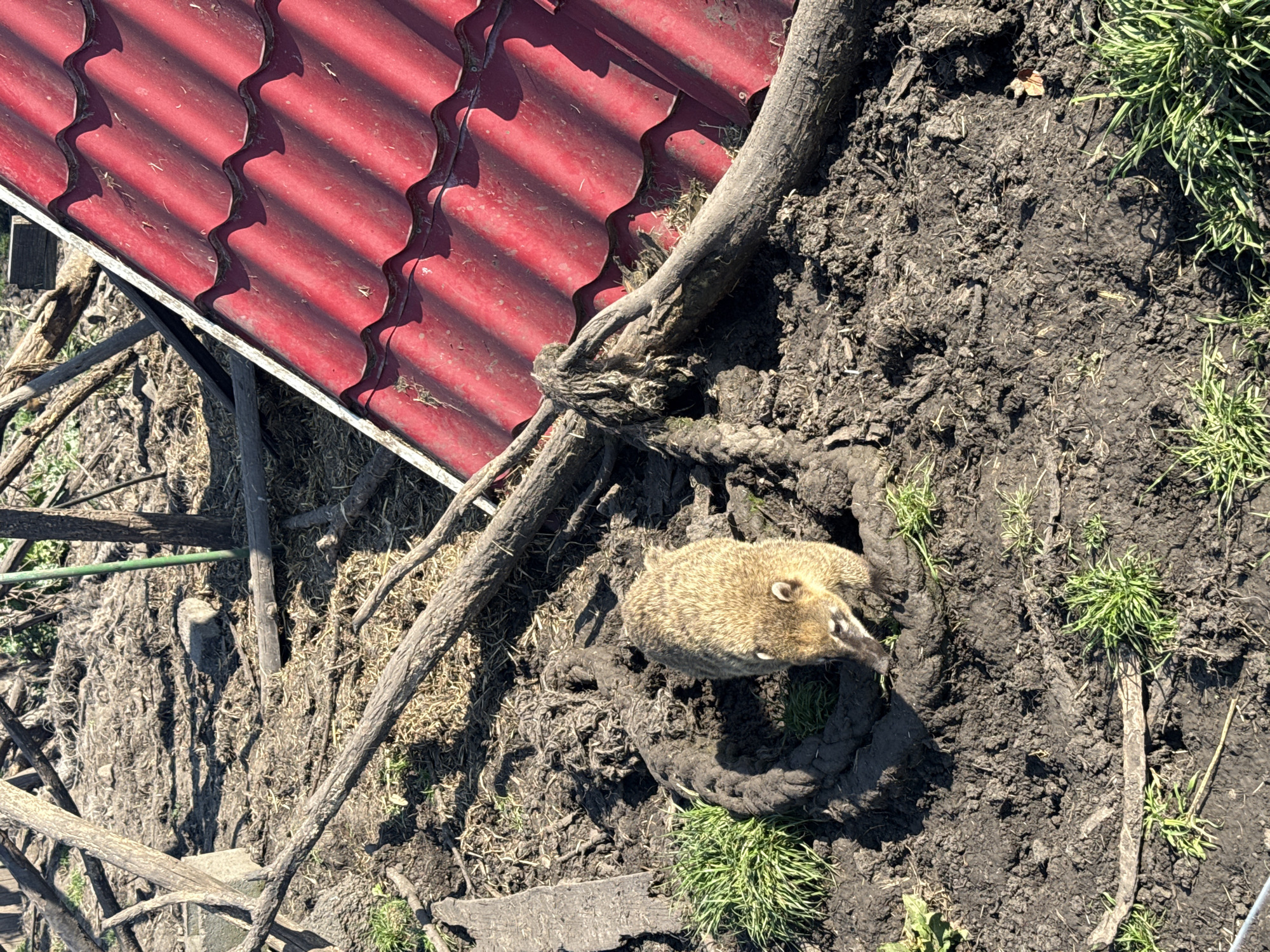 Various animals spotted around Burgas, Bulgaria wildlife area