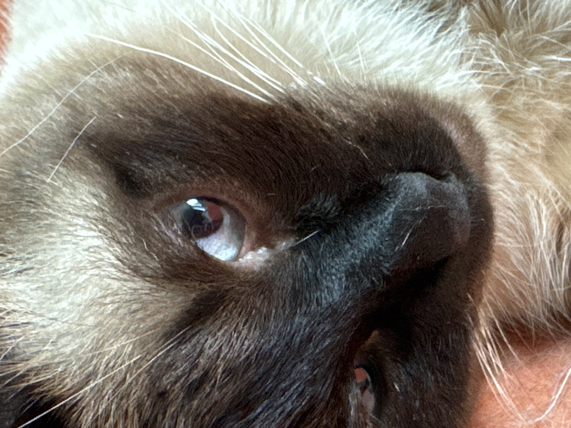 Siamese cat photographed during quiet morning in Russian home