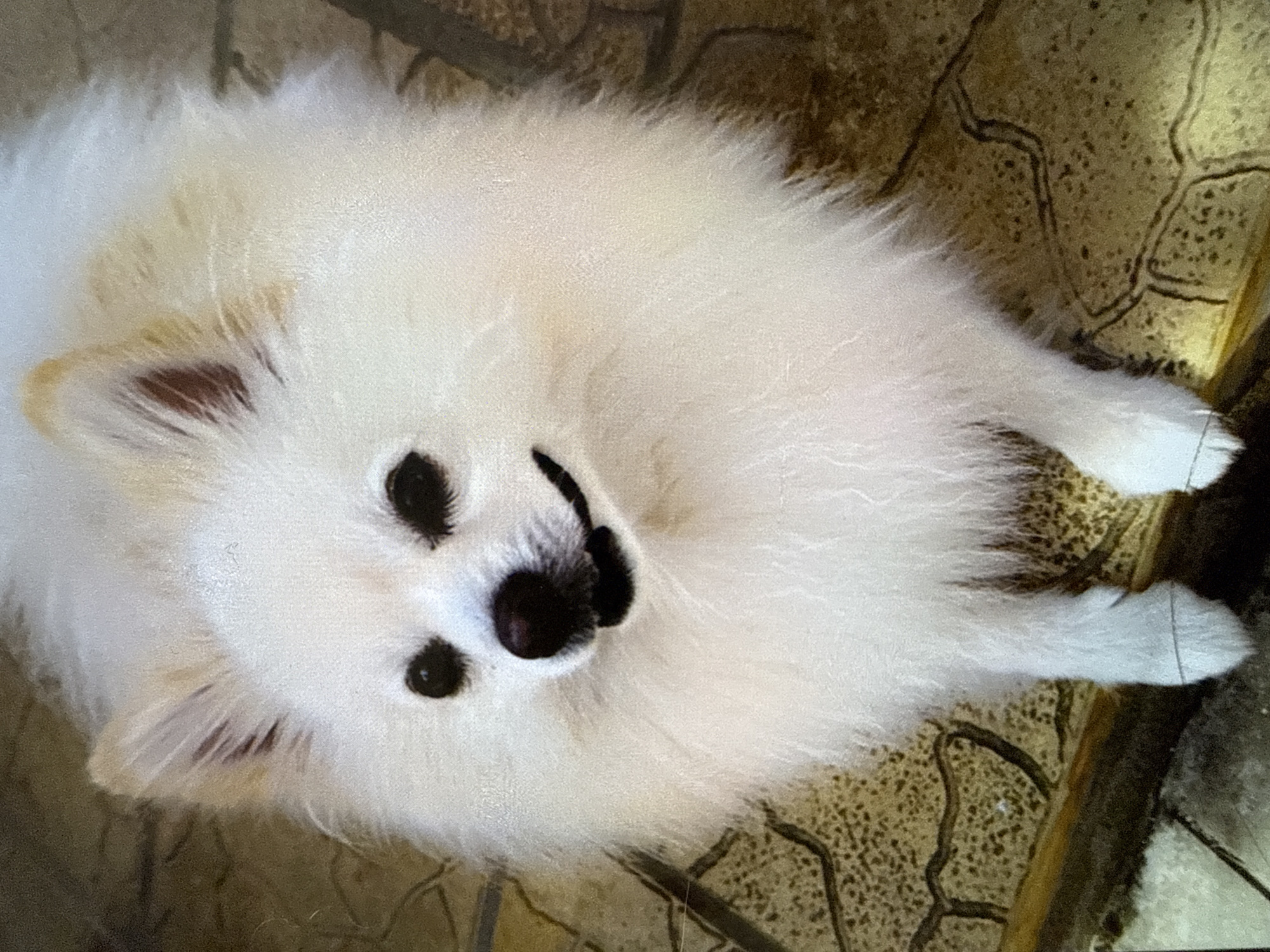 White Pomeranian resting on stone surface in Svilengrad