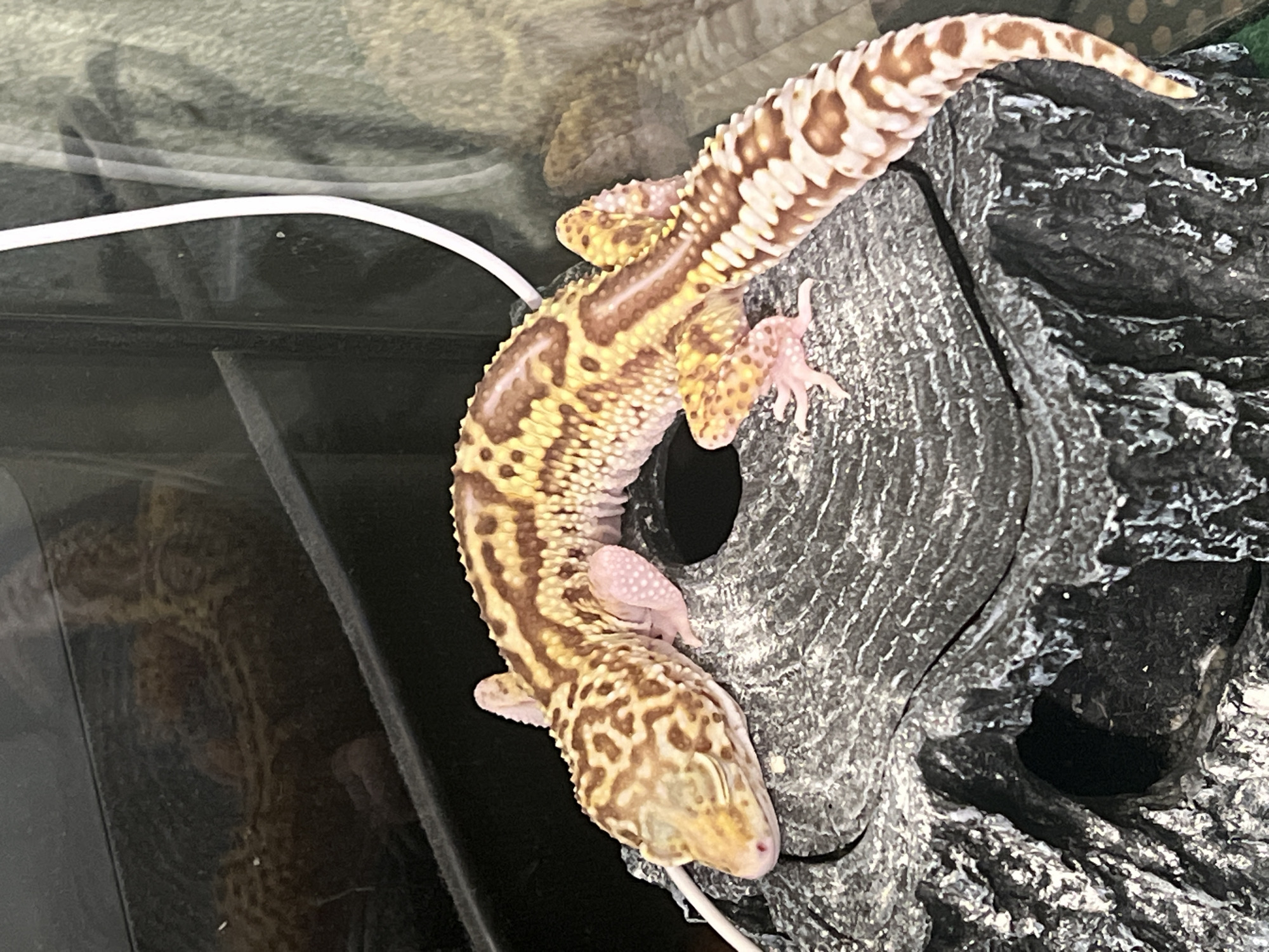 Pet gecko observation session captured in Mendeleyevsk, Russia