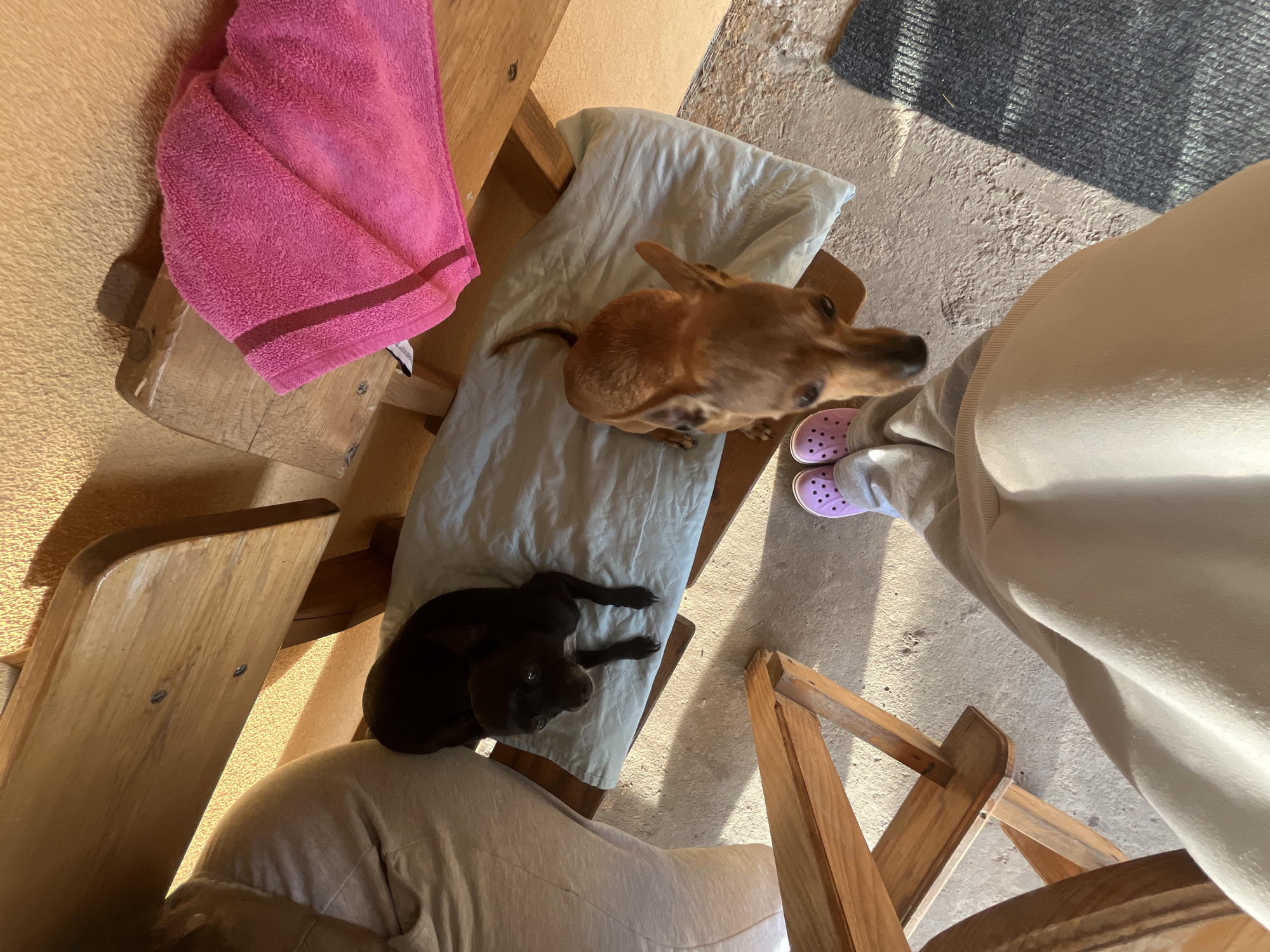 Dogs rest on chairs in Bulgarian home garden scene