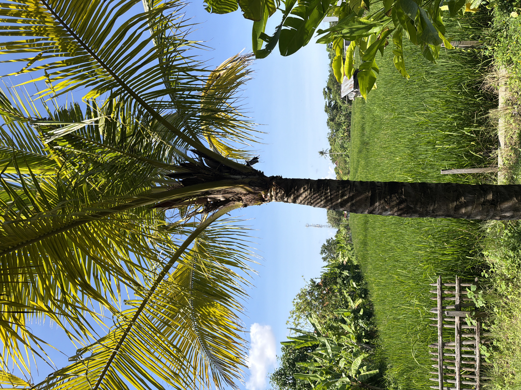 Lazy Bali morning at a tropical guesthouse overlooking rice paddies