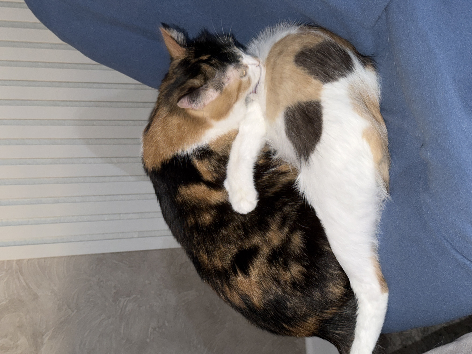 Domestic evening: cats and syrniki in Rossiyskiy, Russia