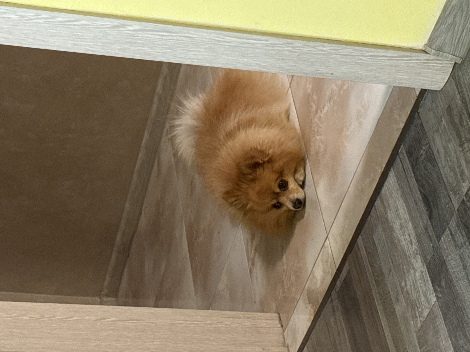 Morning routine with Pomeranian dog documented in Plovdiv home