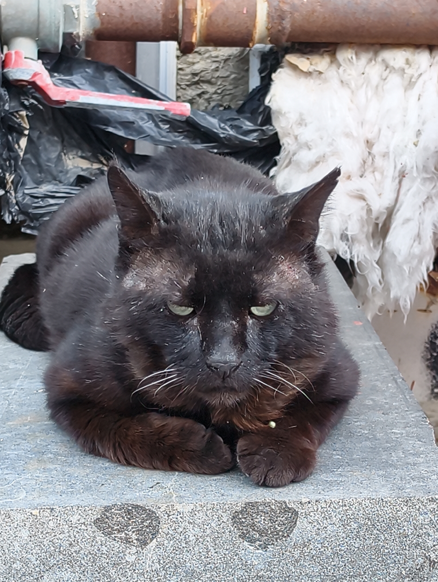 Black cat lounging on stone in Chaika, Ukraine