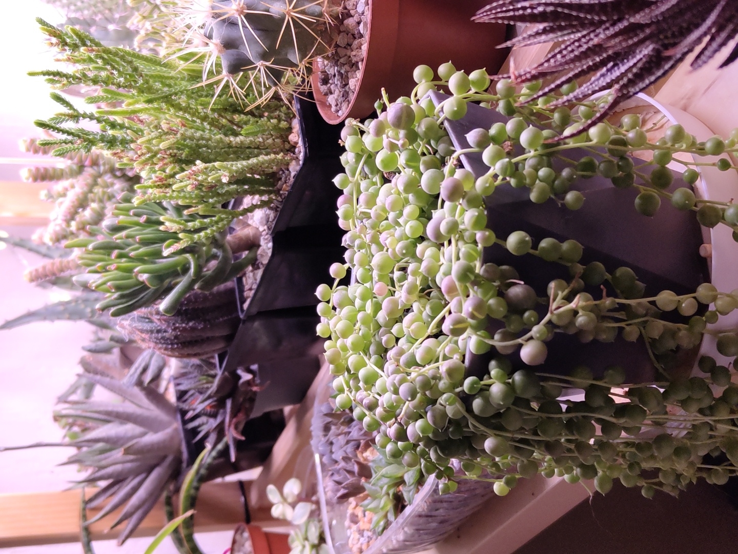Cats and succulents at home in Krasnodar