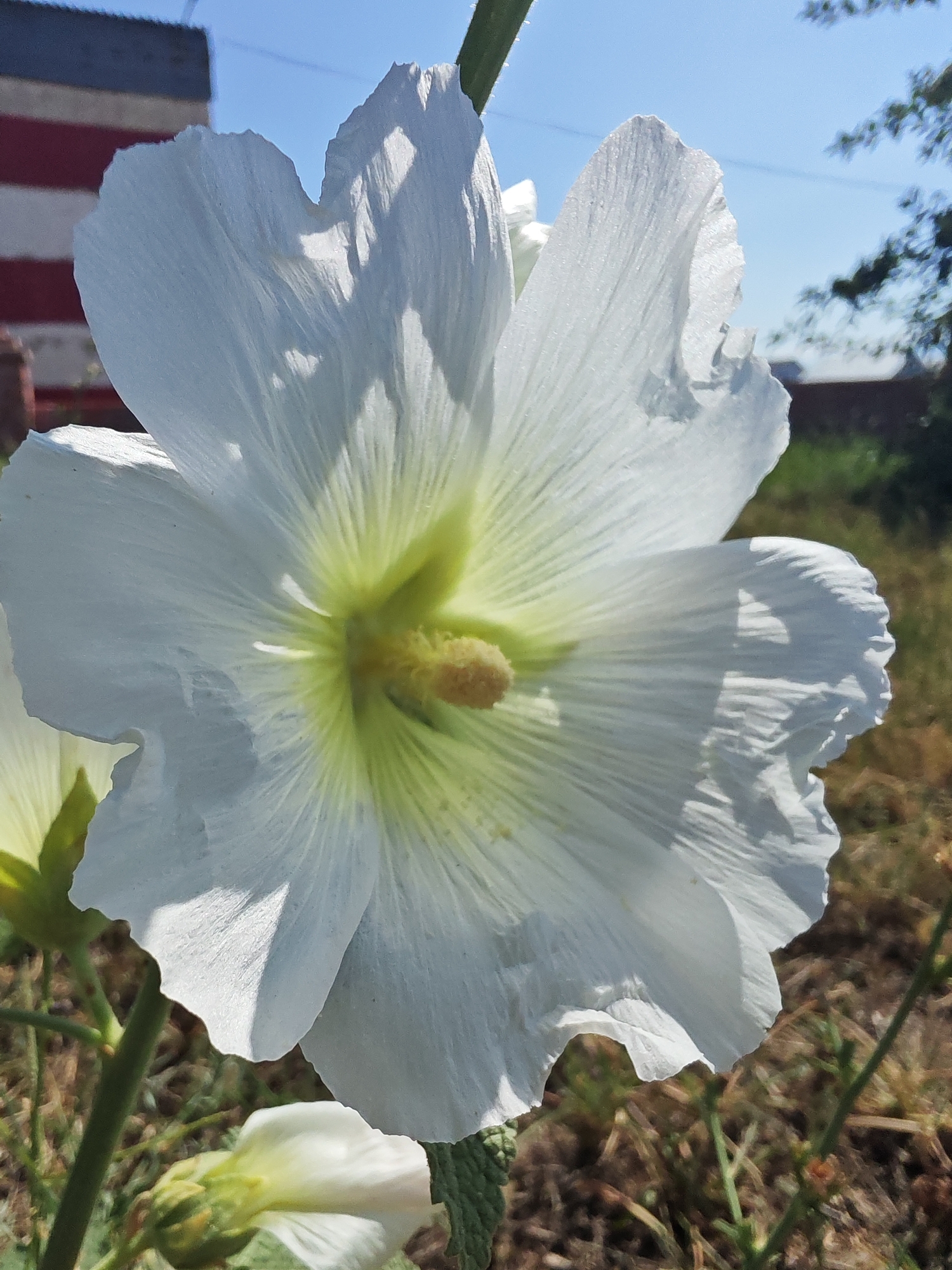 Cats, apples, and flowers on a summer morning in Güldala