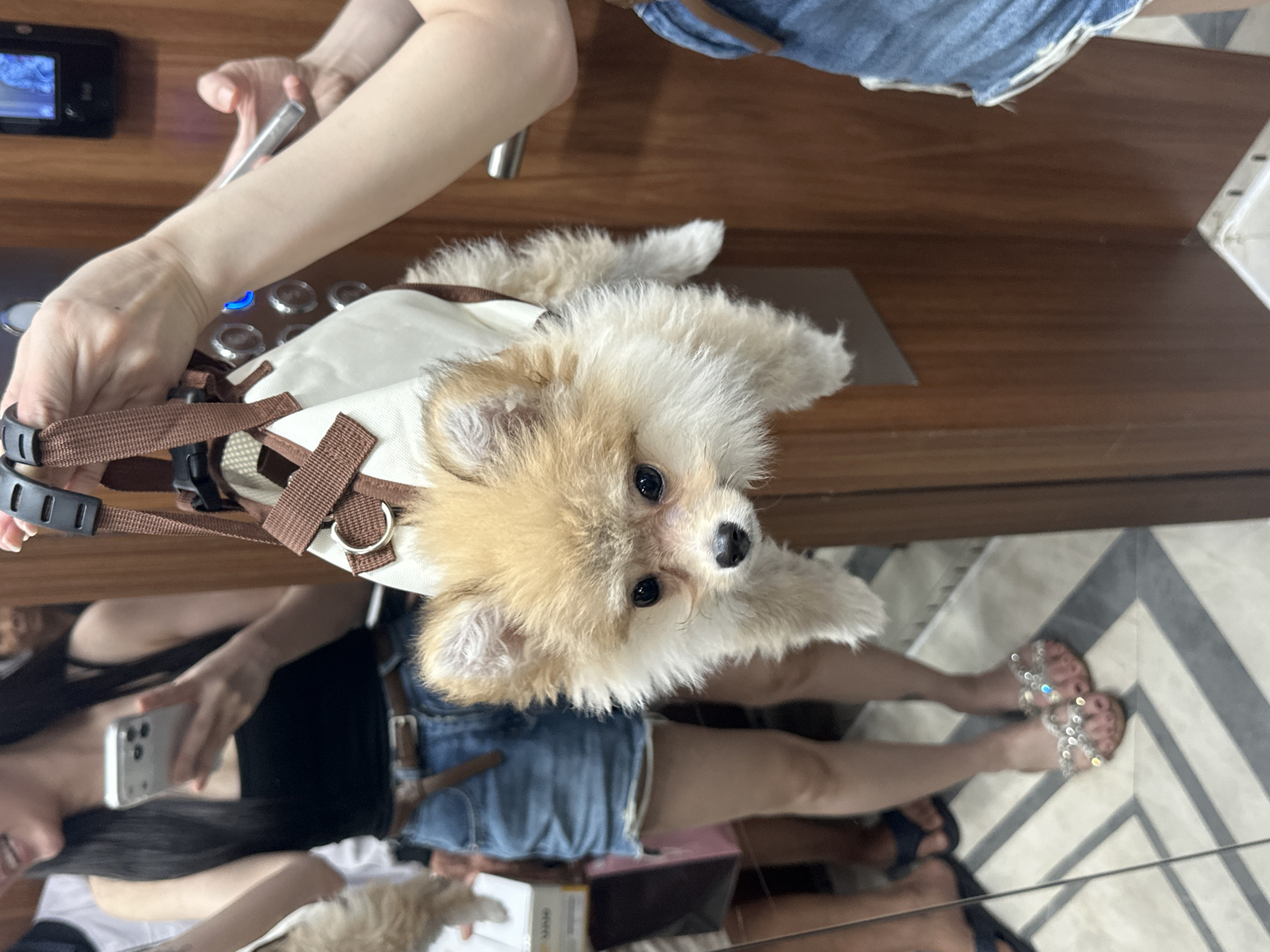Small dog photographed on busy Ho Chi Minh City street