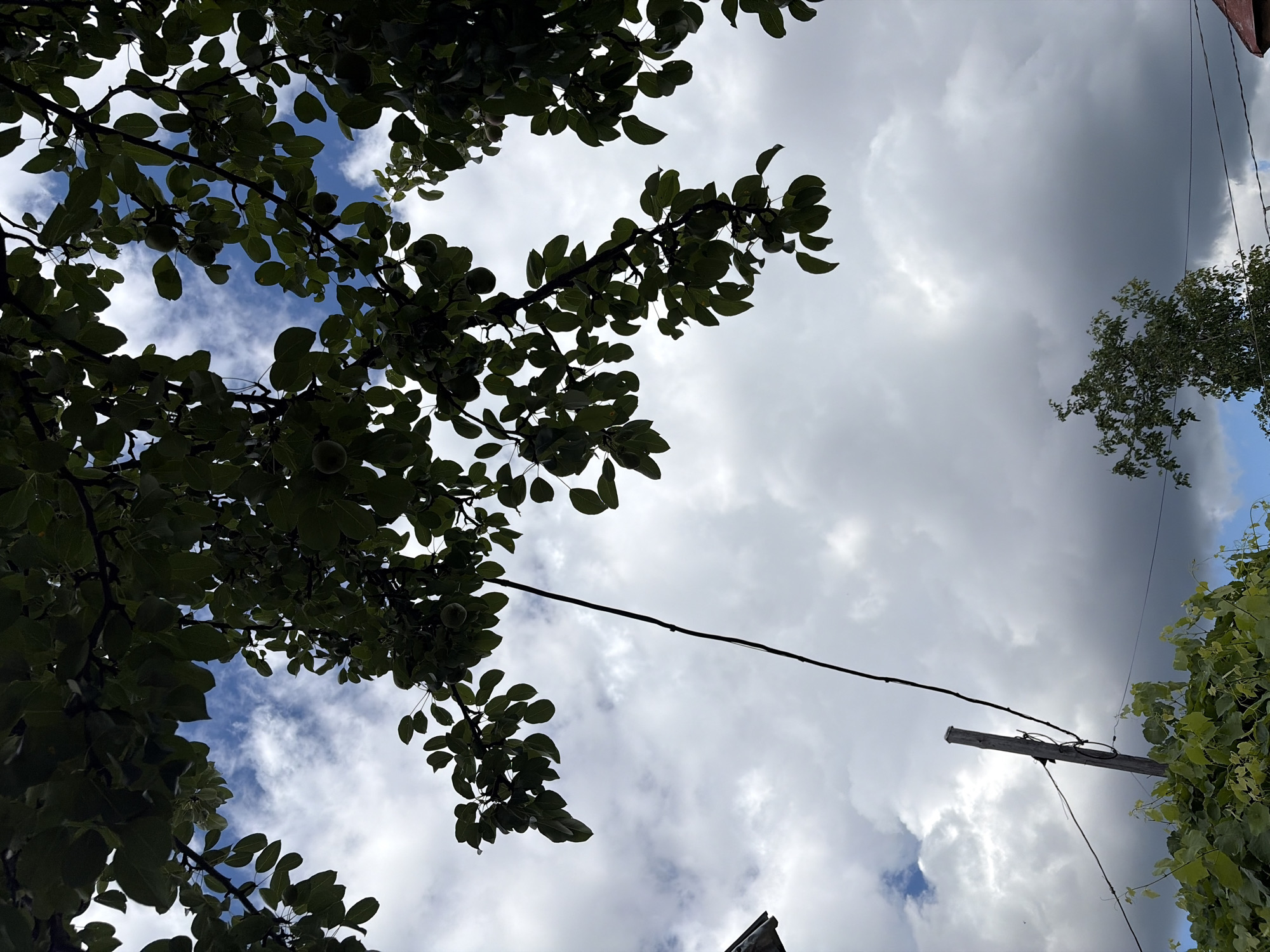 Looking up through trees and wires into a changing sky.