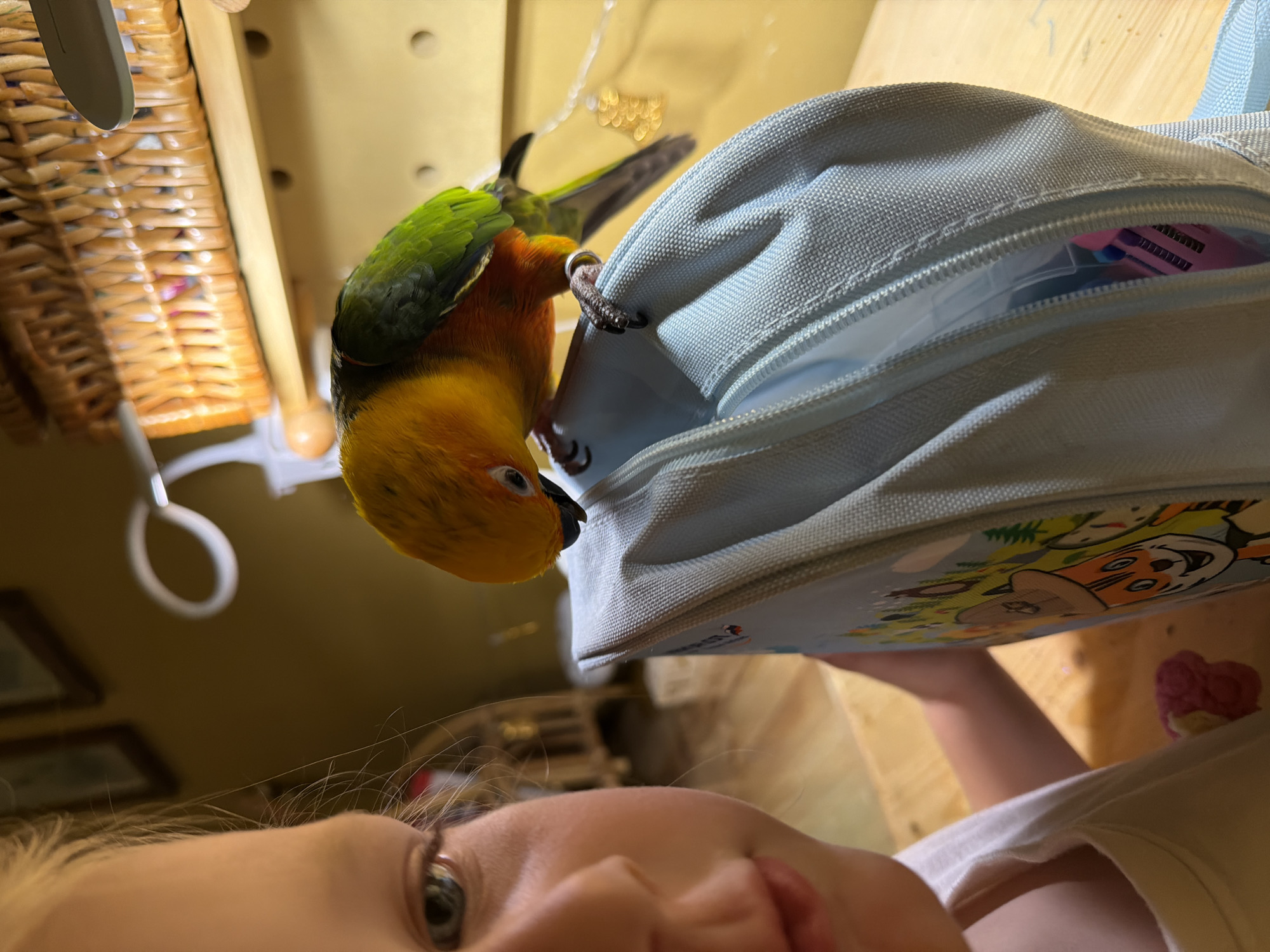 Lazy afternoon at home with a parrot in Khimki