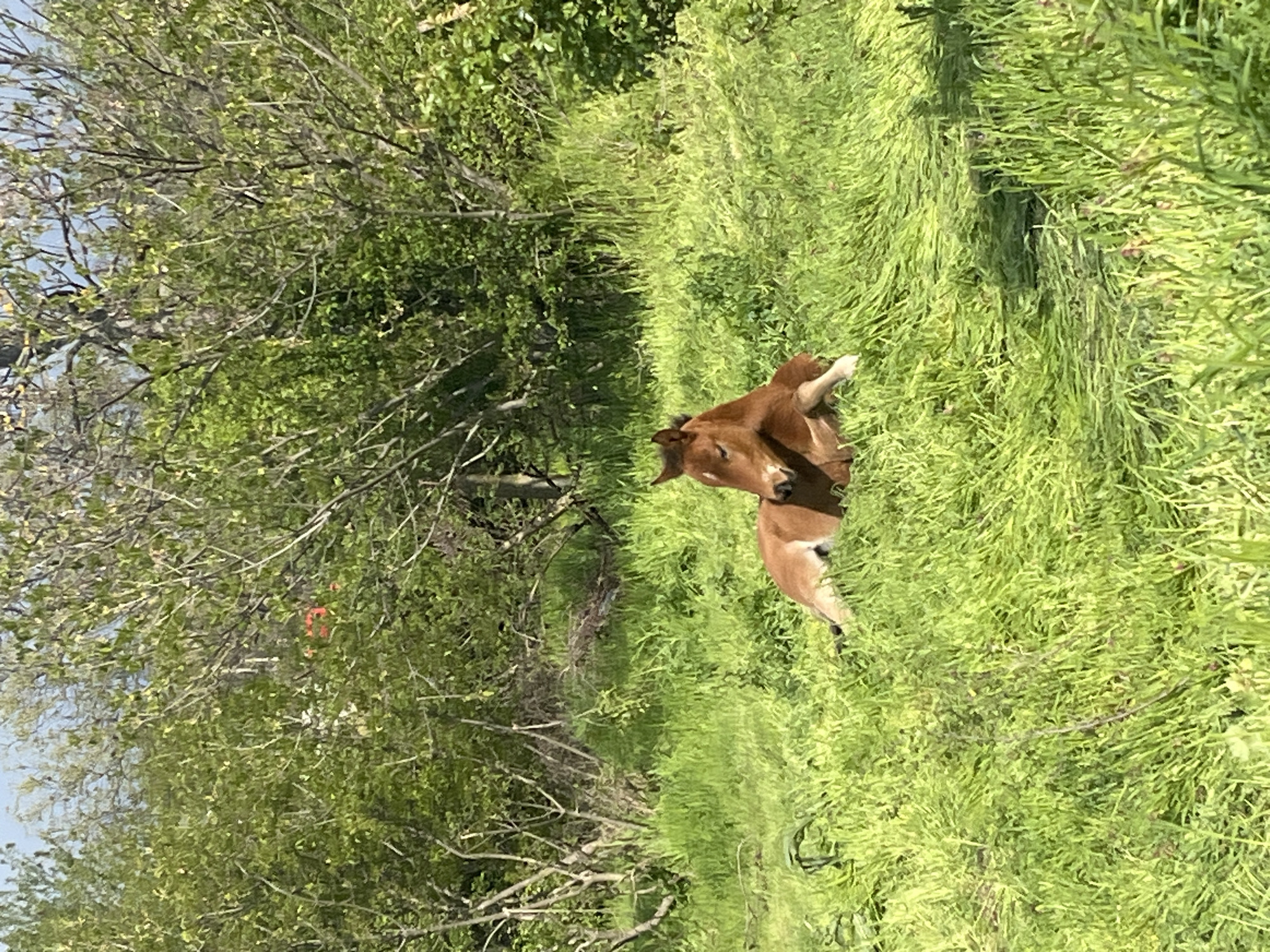 Person walks dog through Bulgarian countryside, documents spring pastoral scenes
