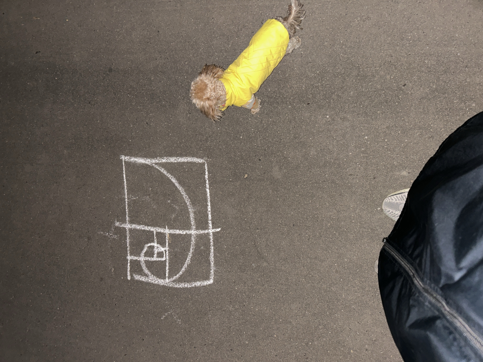 Small fluffy object spotted on Moscow pavement at dusk