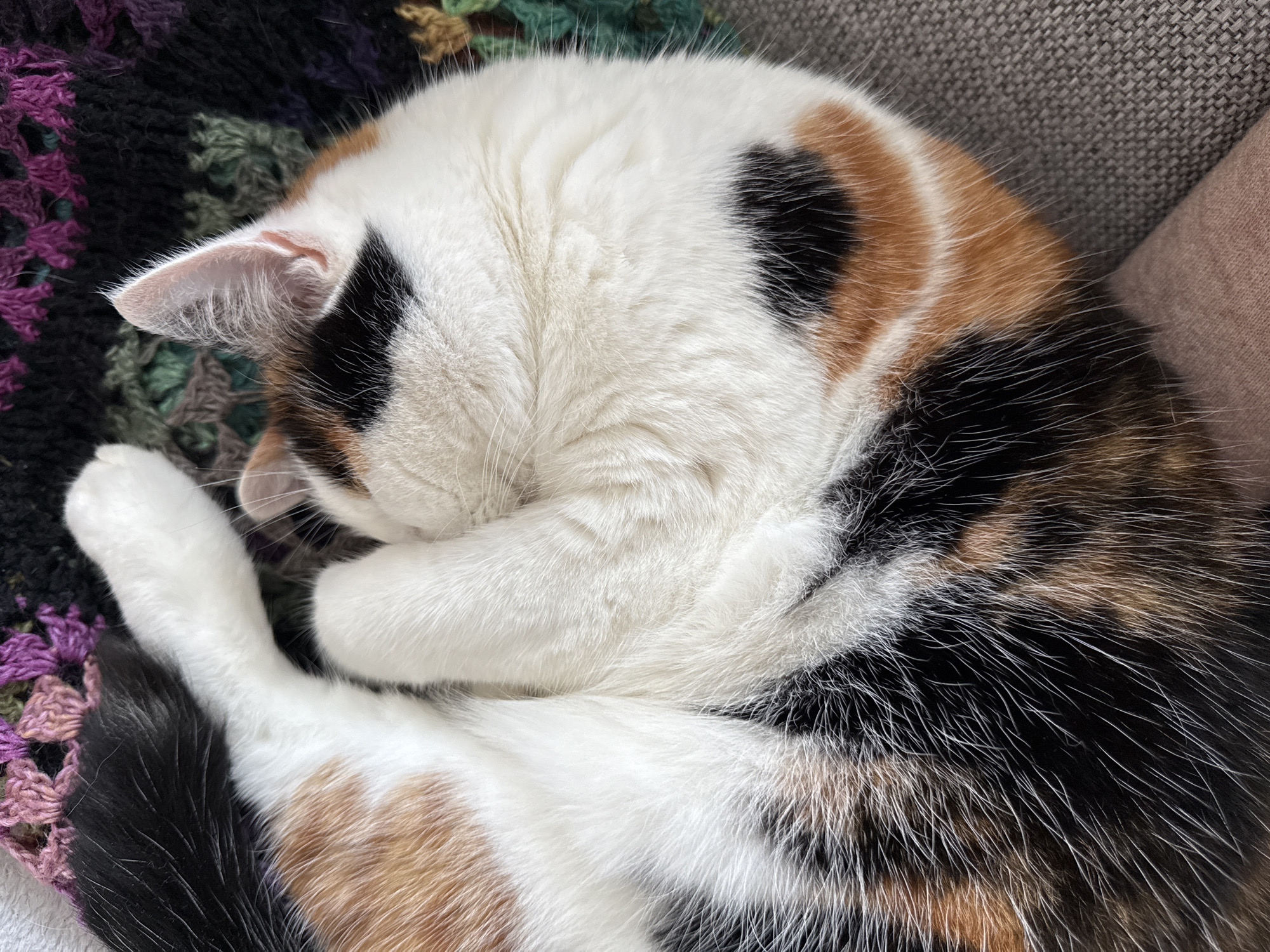 Cozy Harstad night: sleeping cat, soccer stream, and snacks