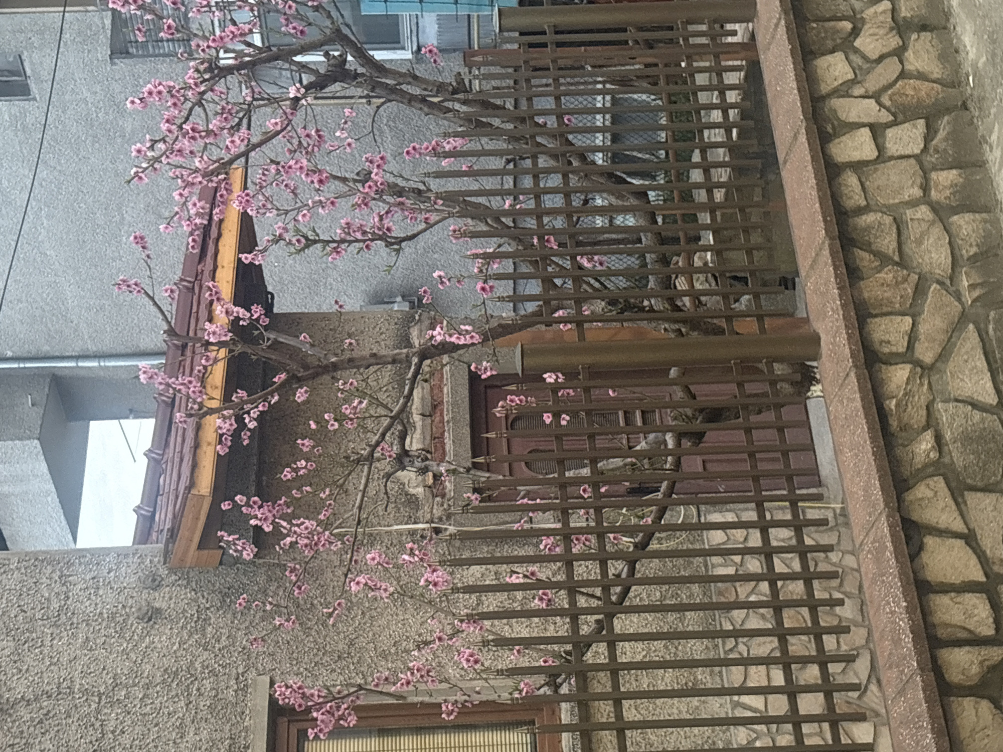 Spring urban scenes documented in Bulgarian town
