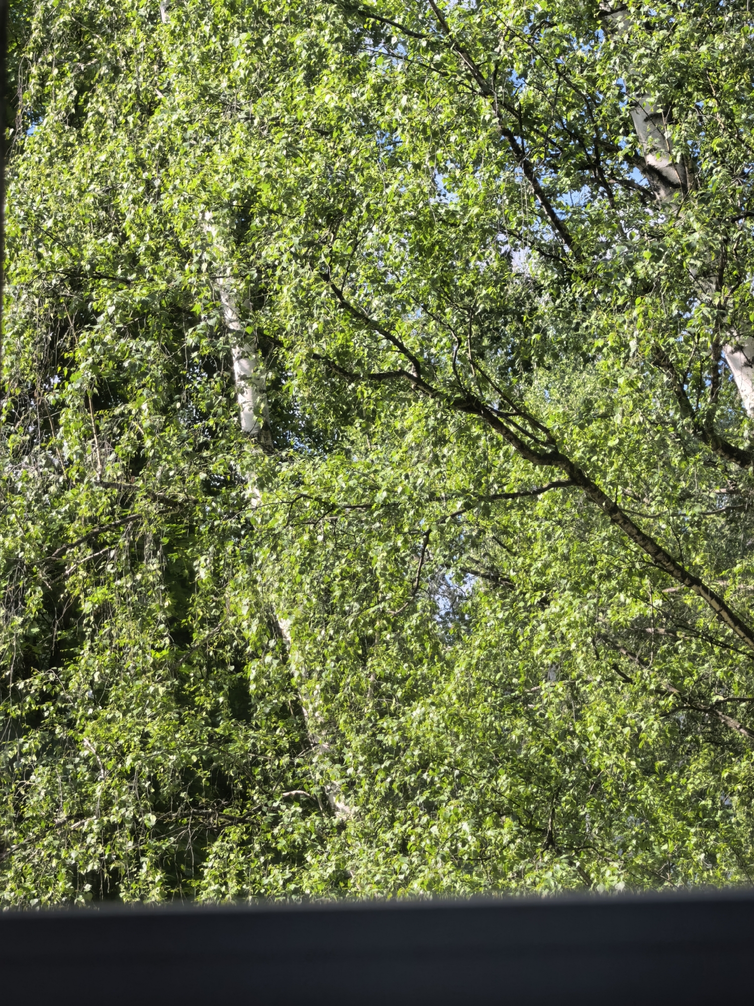 Morning moments captured in Sterlitamak: birches and dental care