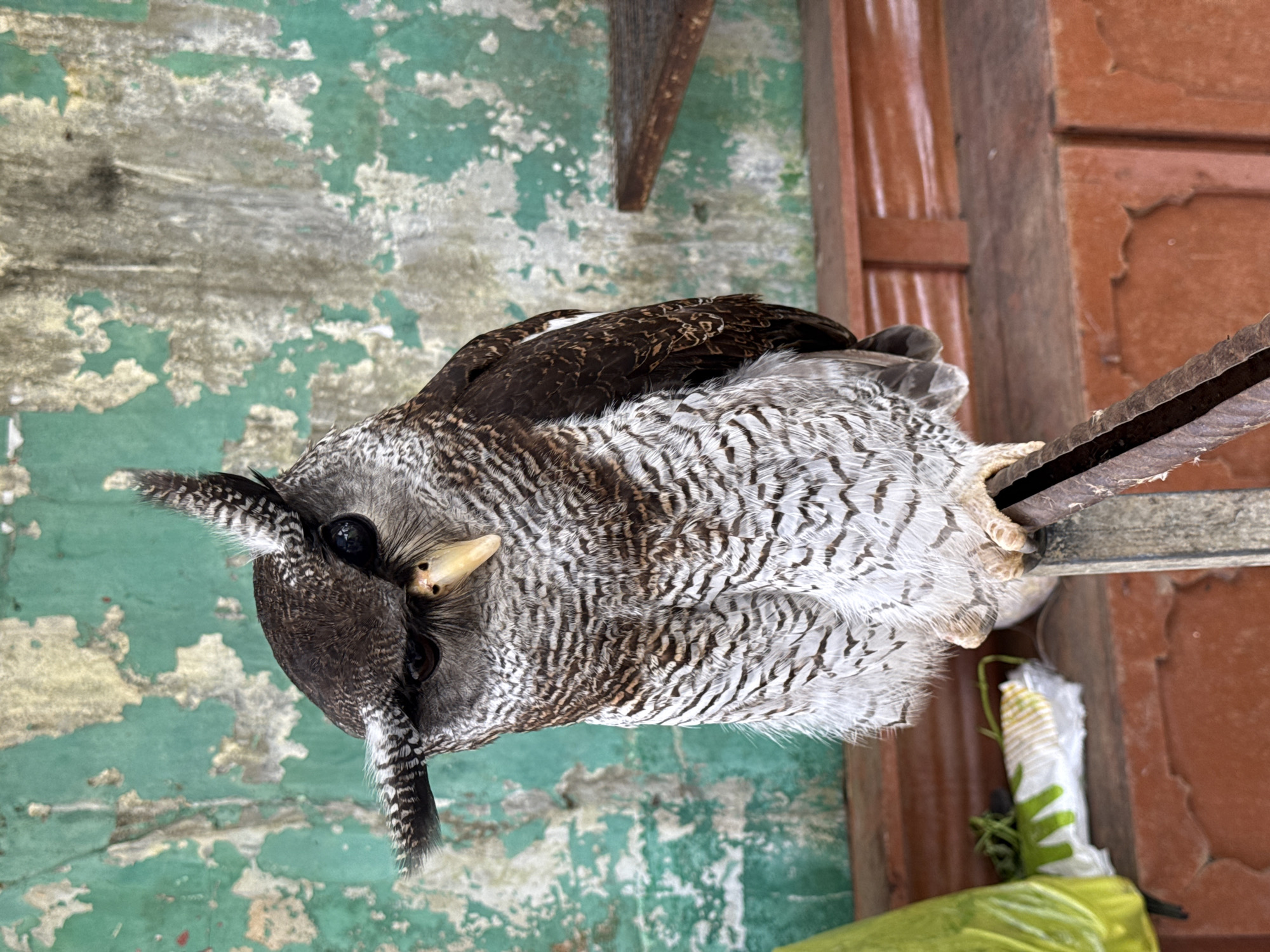 Caged wildlife documented at Baturiti facility in Indonesia