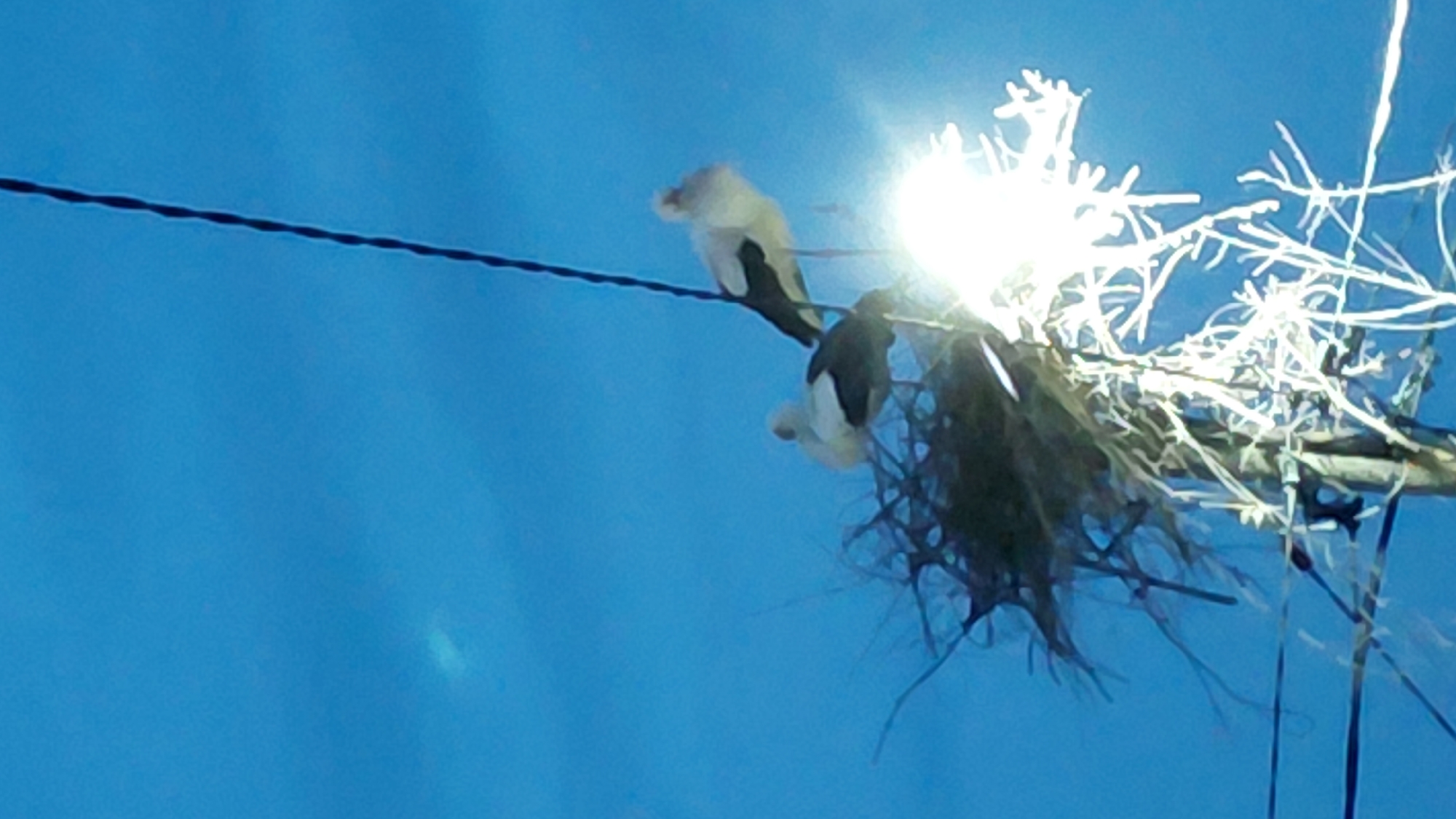 Birds perch on power line amid utility pole debris