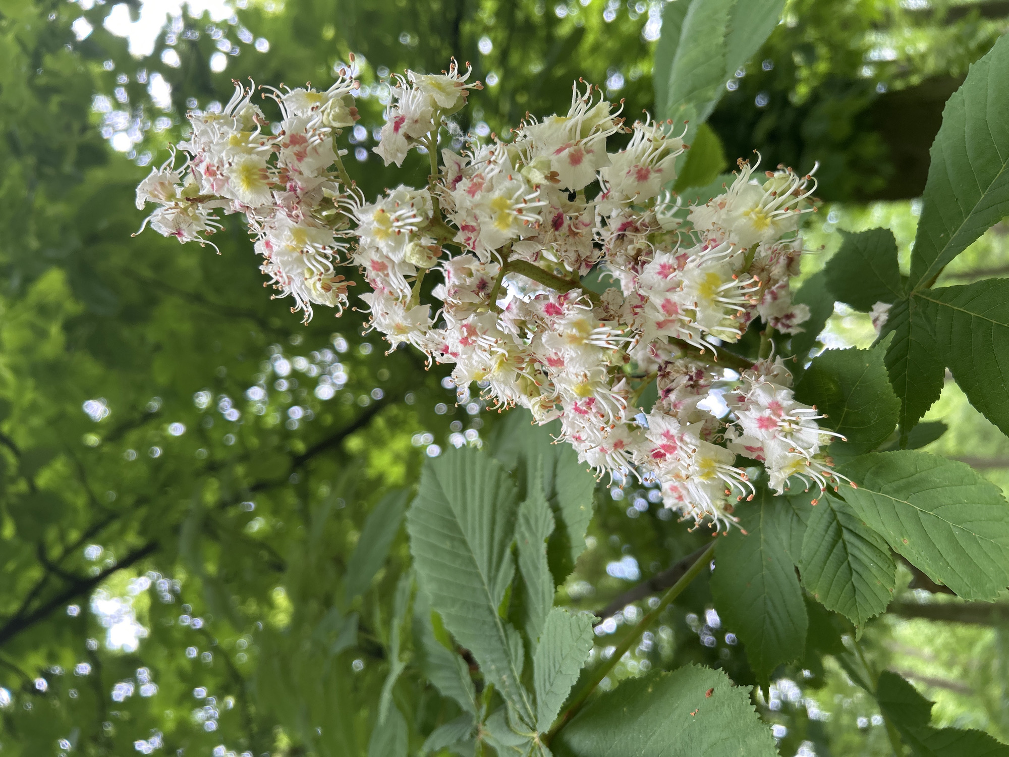 Spring morning observations documented in Tczew, Poland