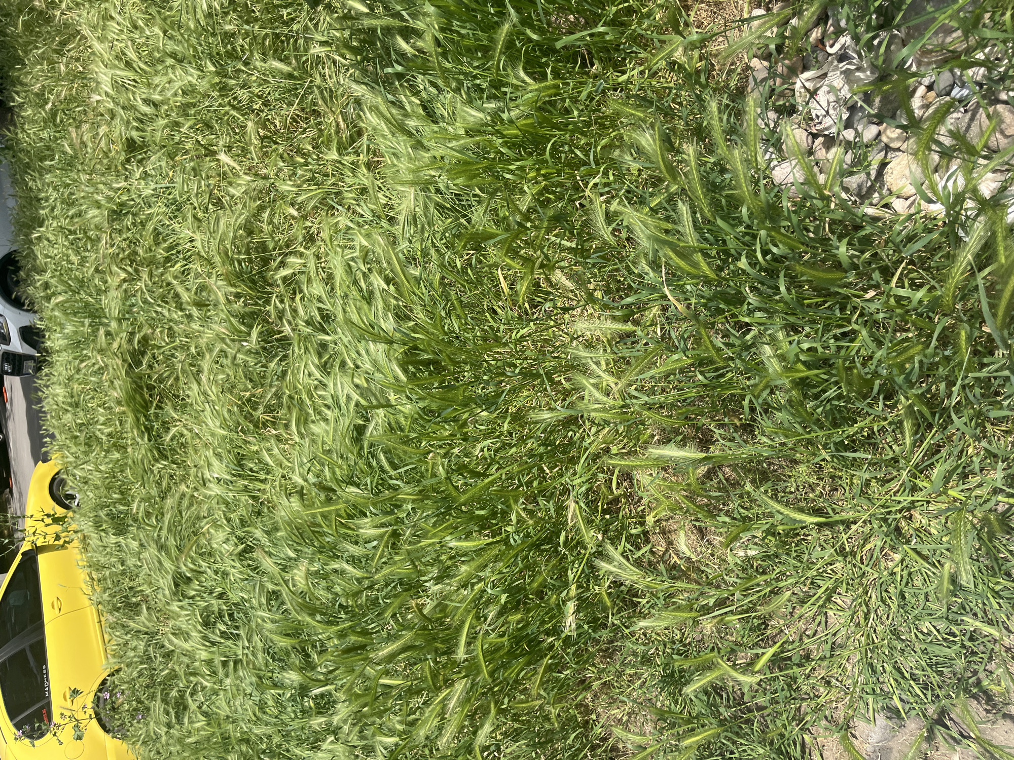 Wild grasses documented growing near yellow car in Plovdiv