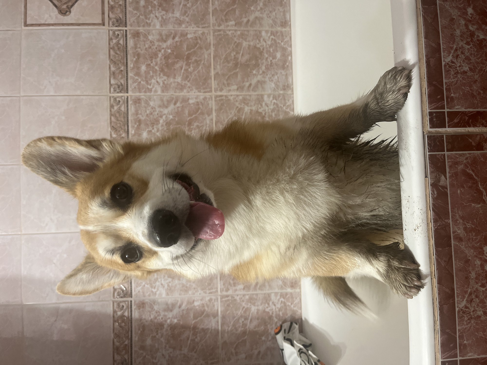 Corgi bath time and selfie captured in Novosibirsk