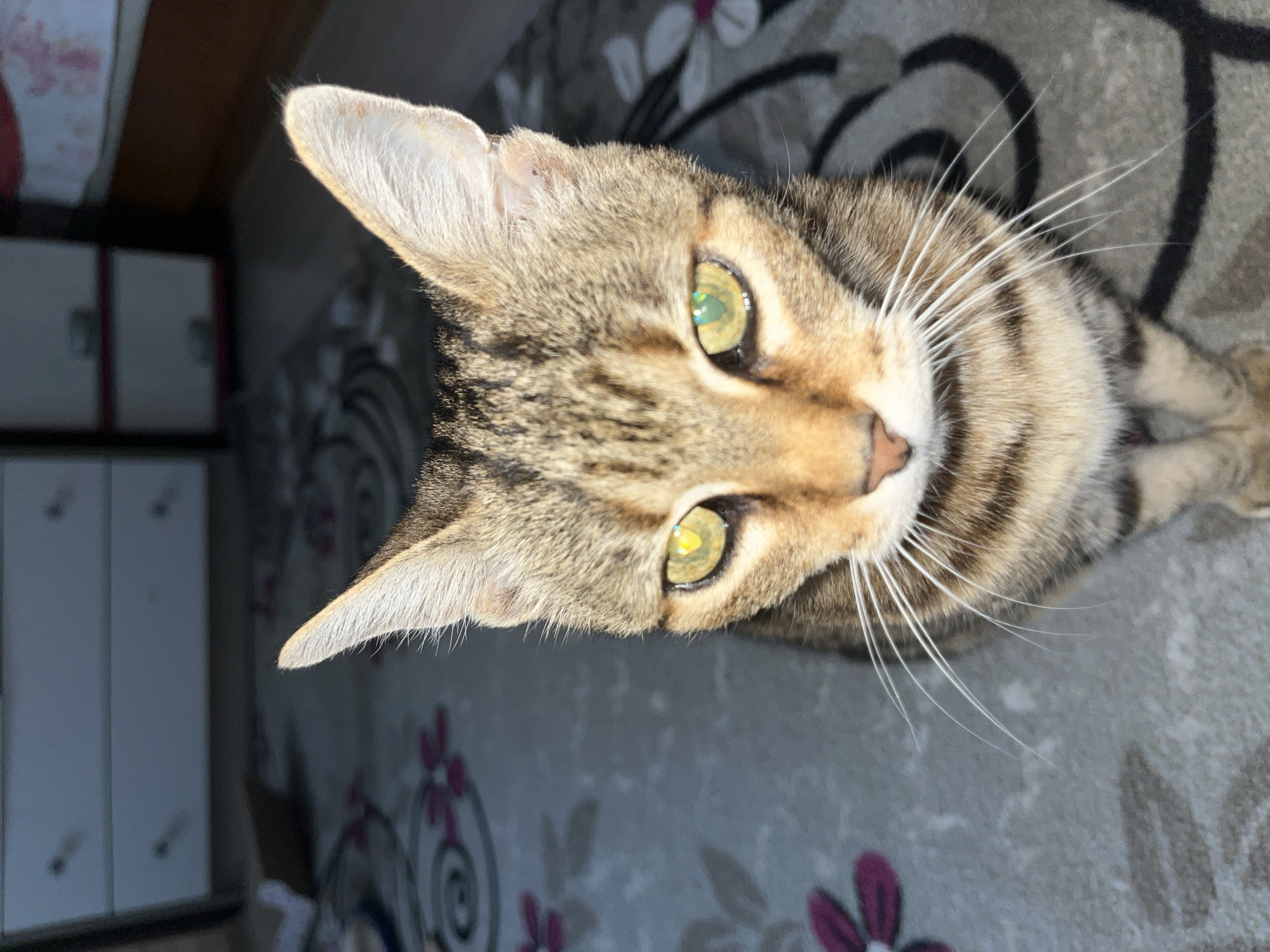 Tabby cat lounging on a floral rug in Ruse